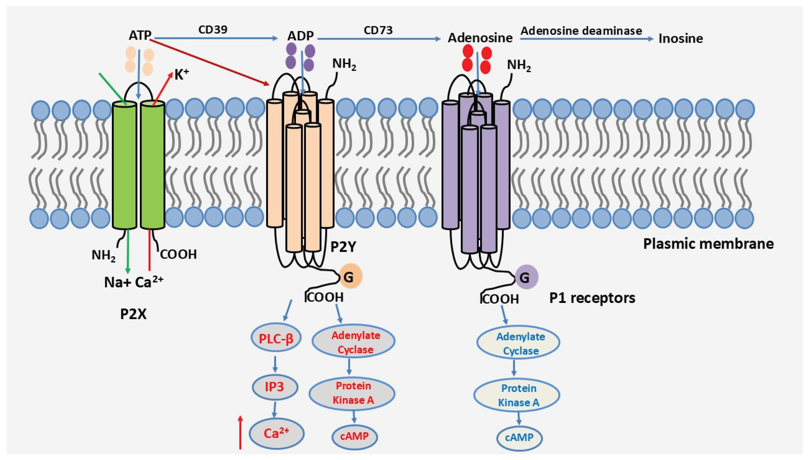 Preprints 172644 g001