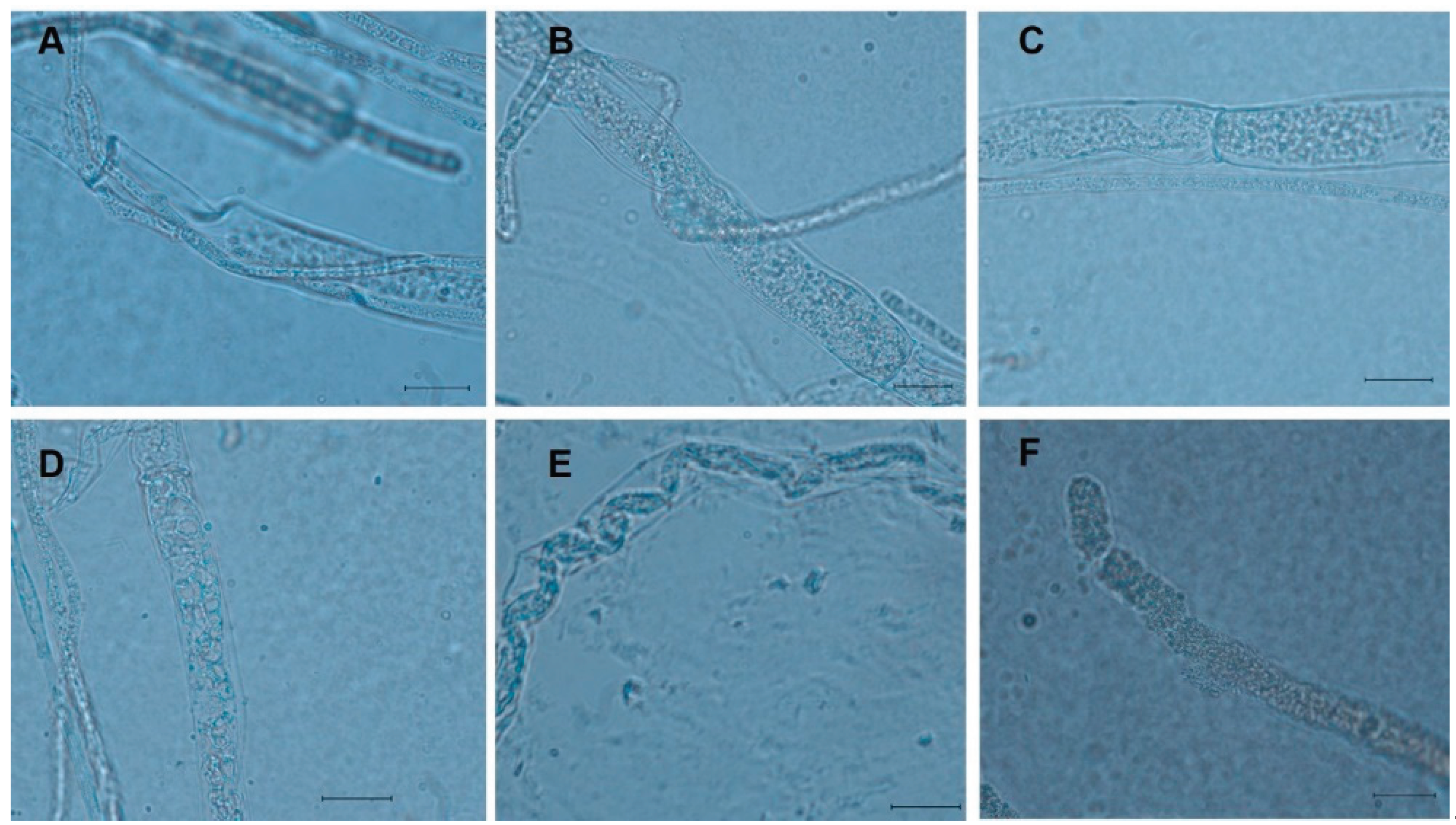 Preprints 183721 g002