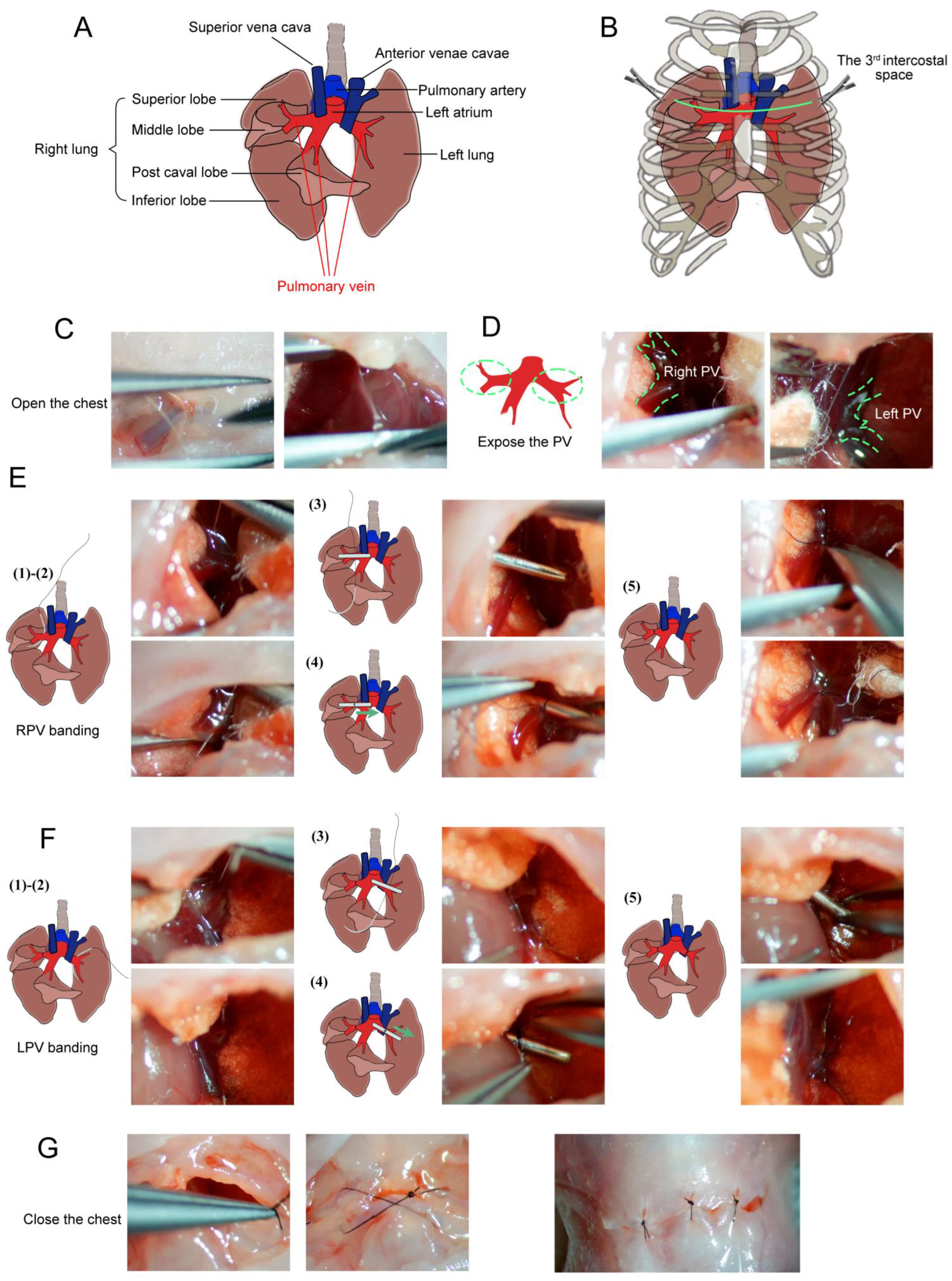 Preprints 208099 g001