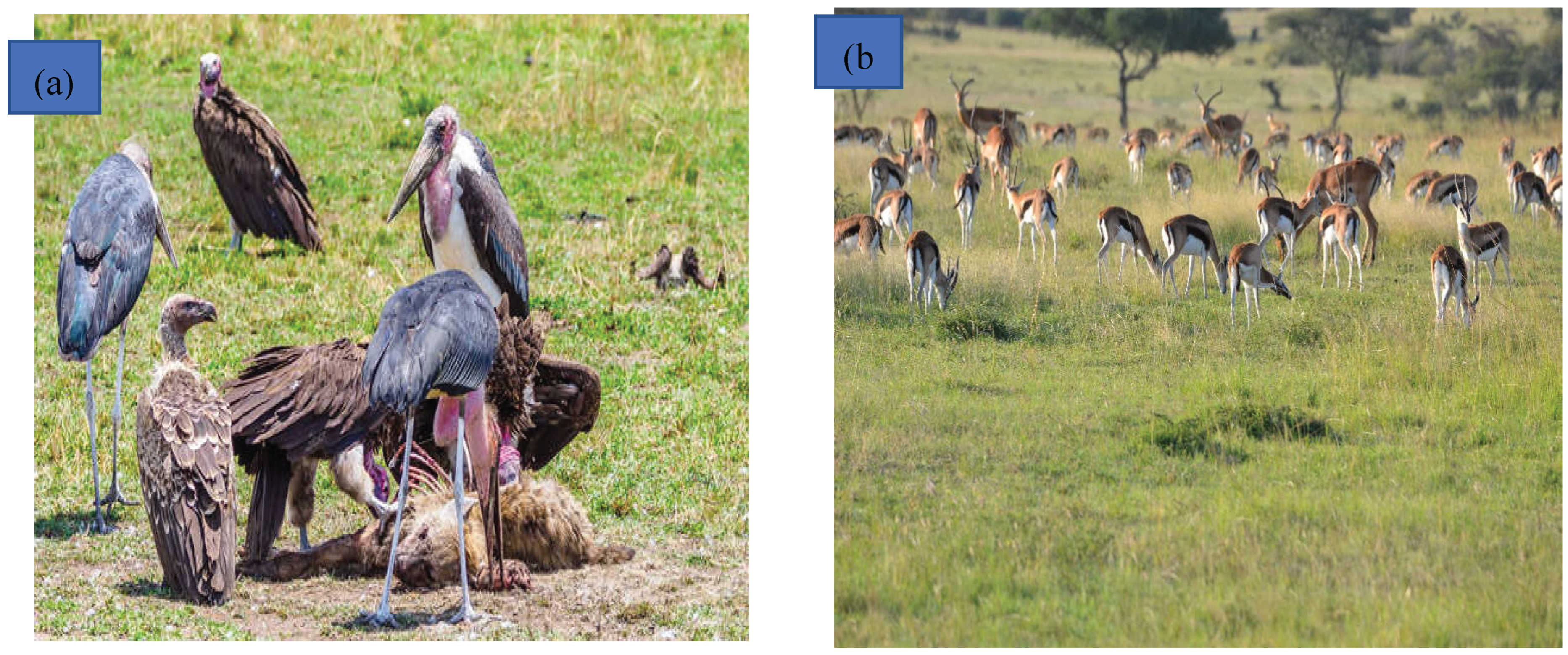 Preprints 192351 g005