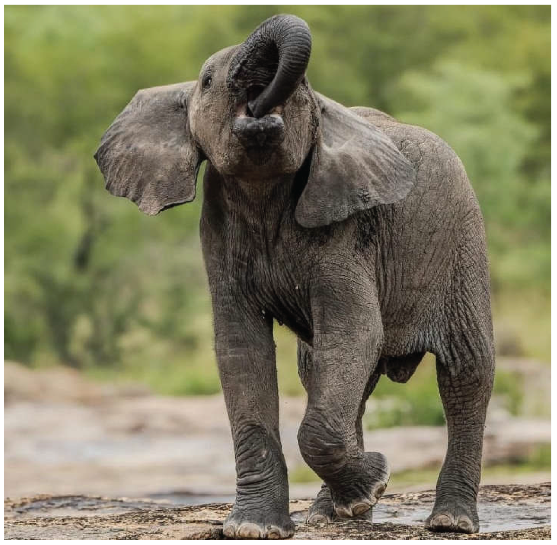 Preprints 192351 g010