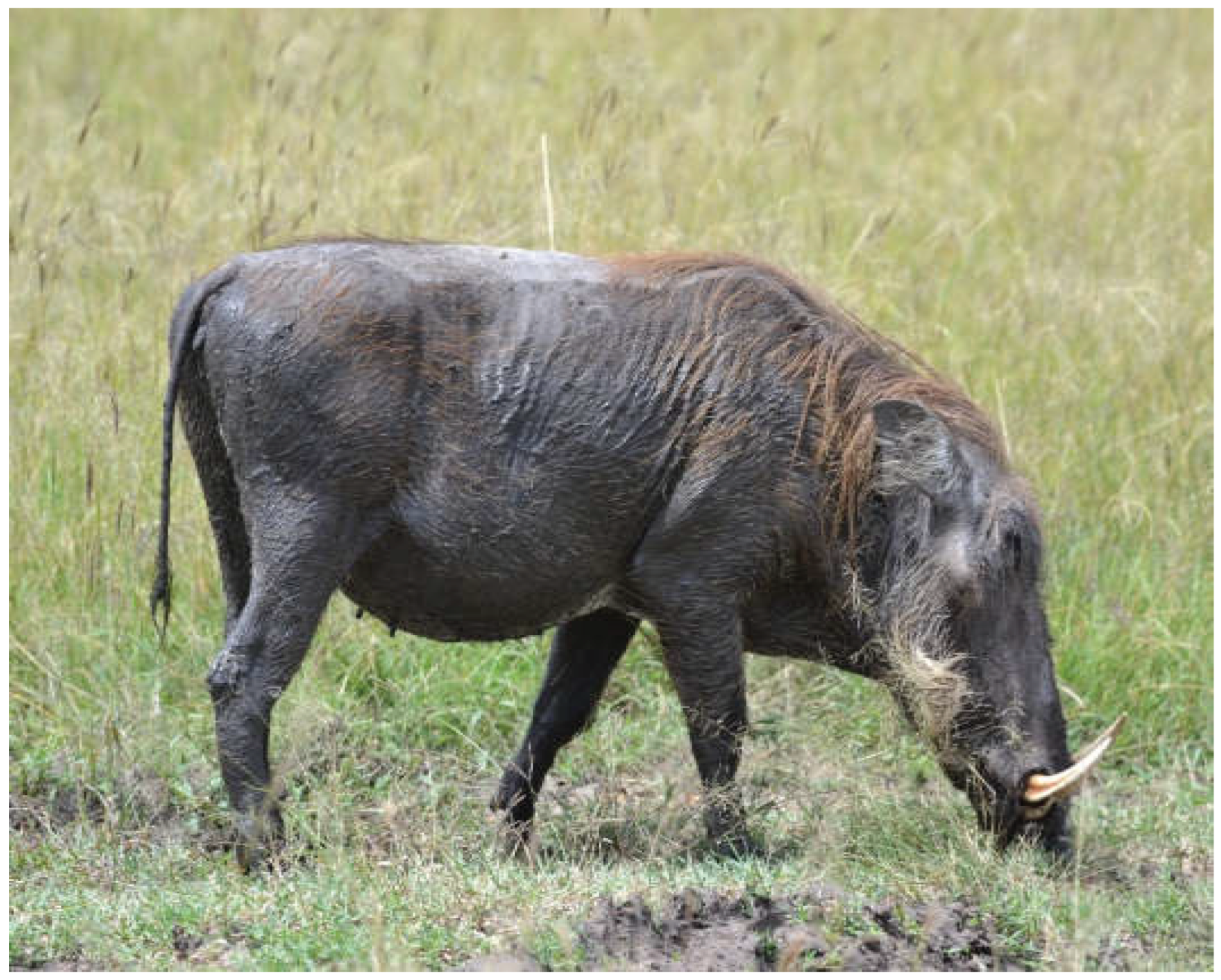 Preprints 192351 g014