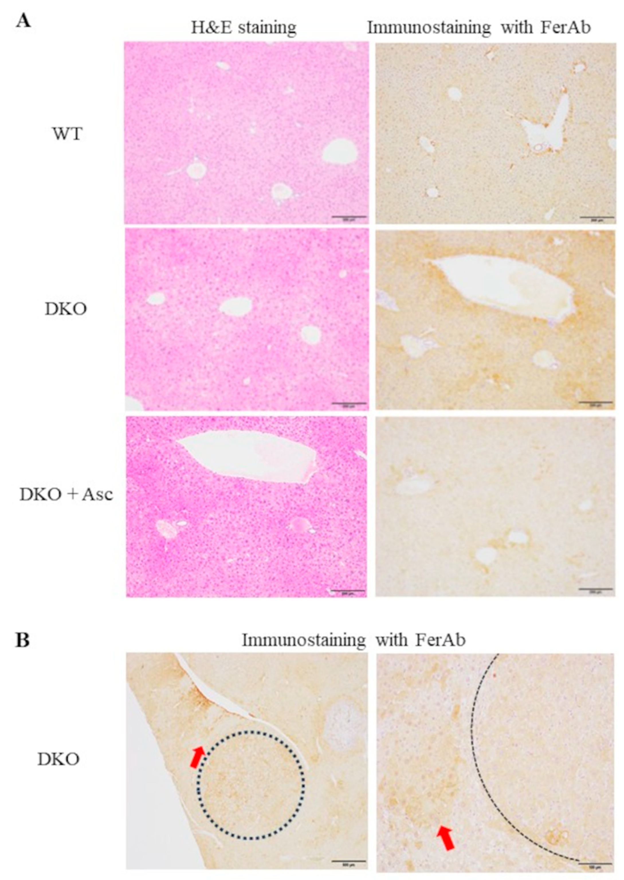 Preprints 155178 g002