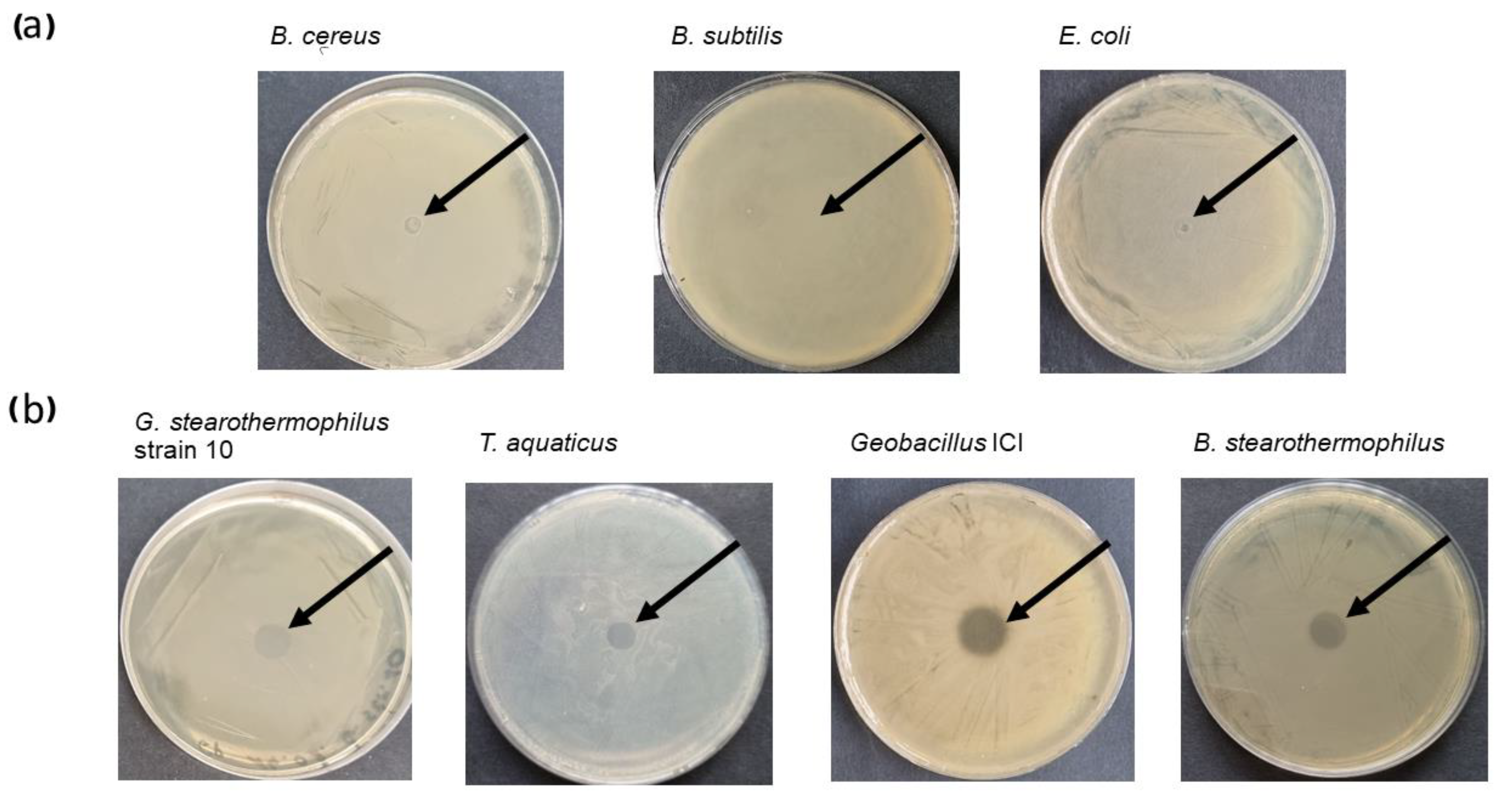 Preprints 138888 g002