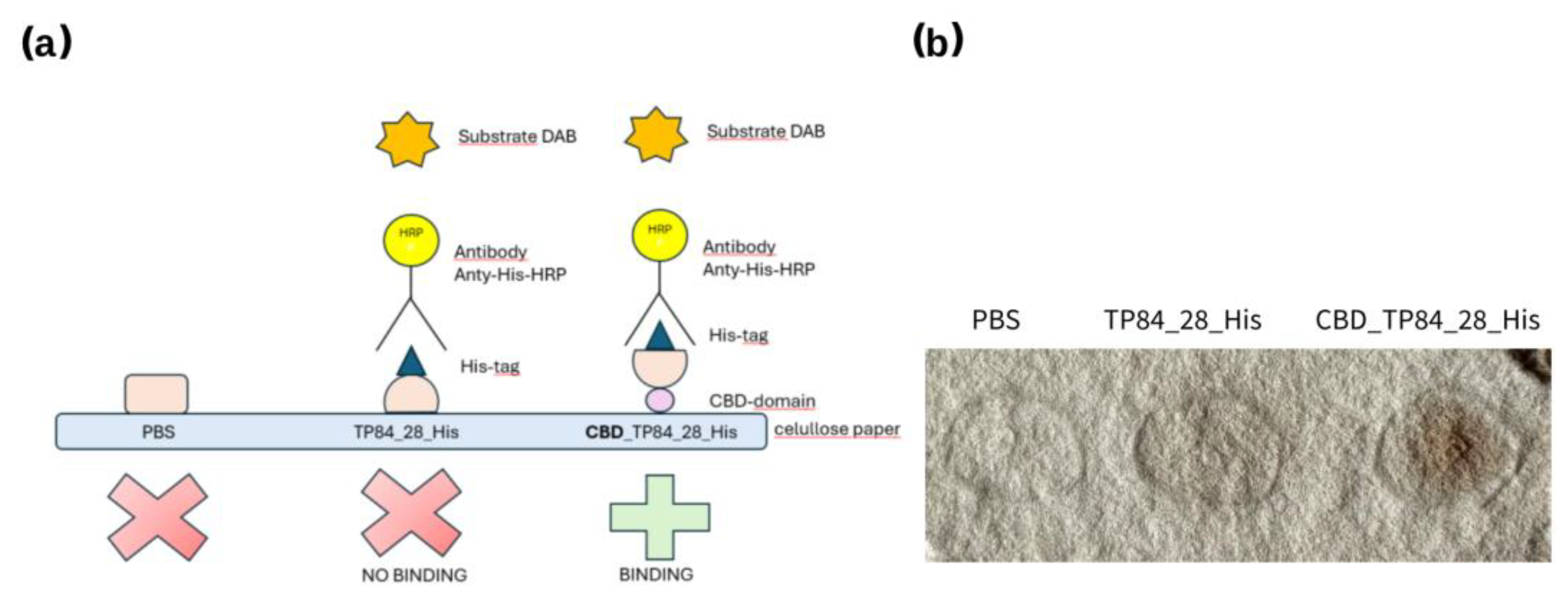 Preprints 138888 g008