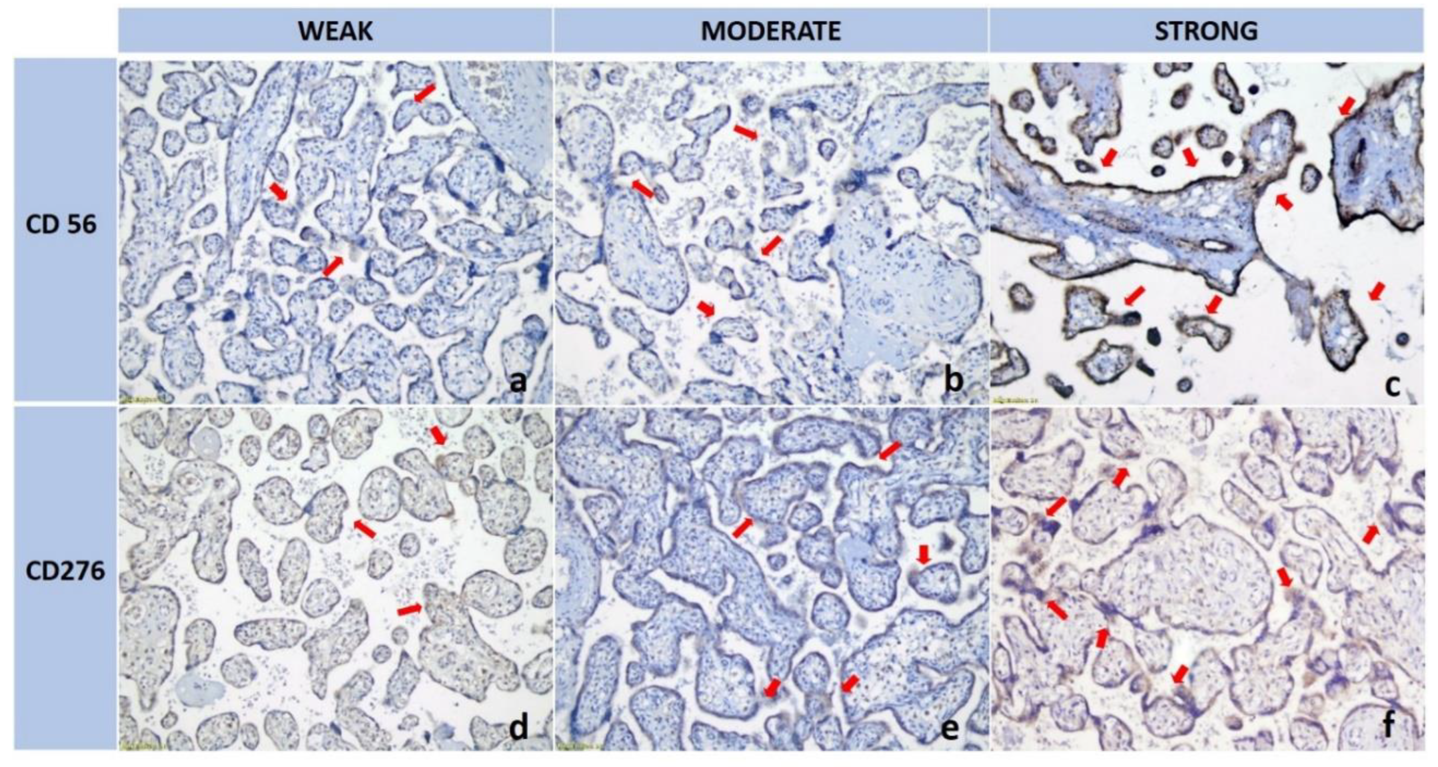 Preprints 170394 g001