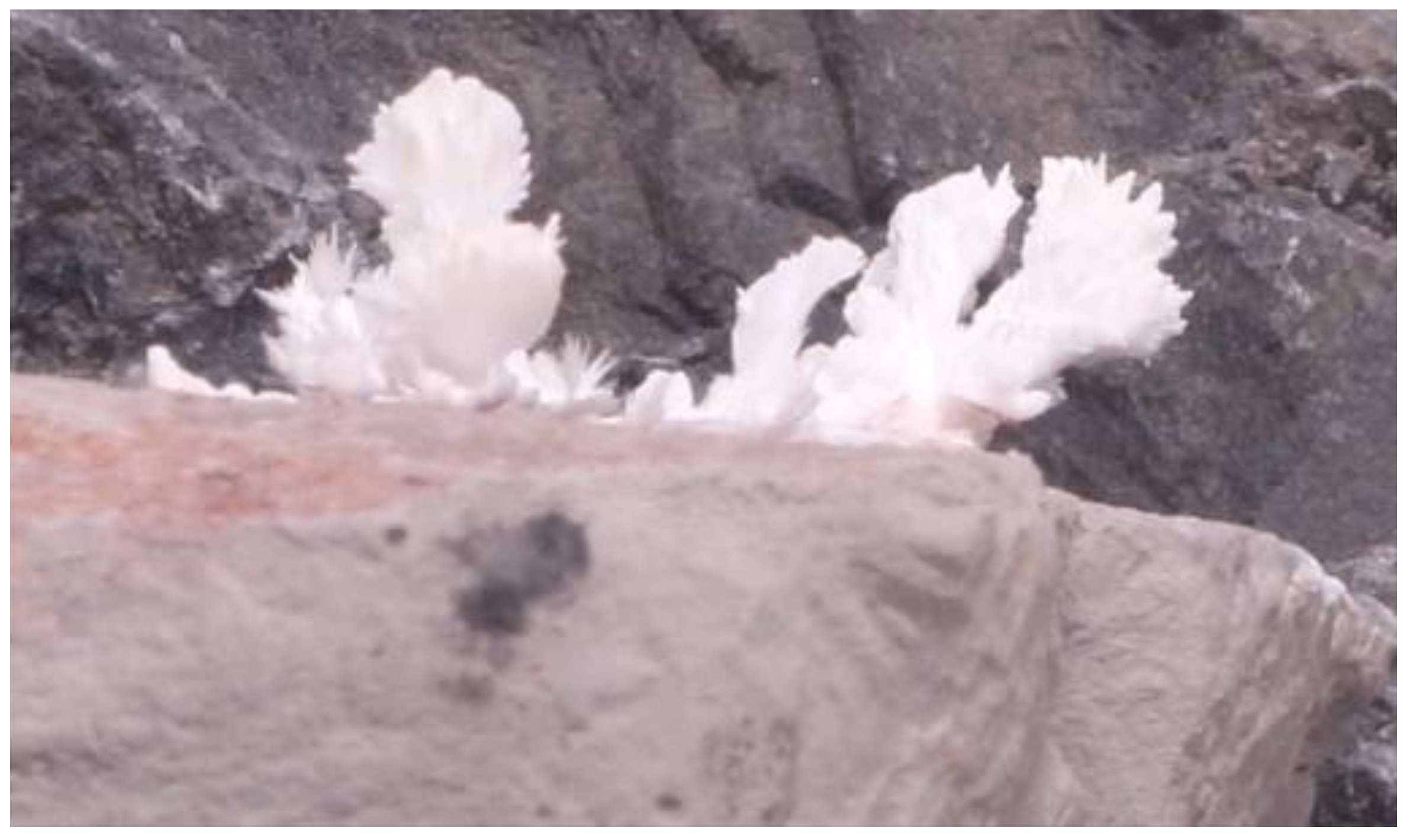 Preprints 142111 g006