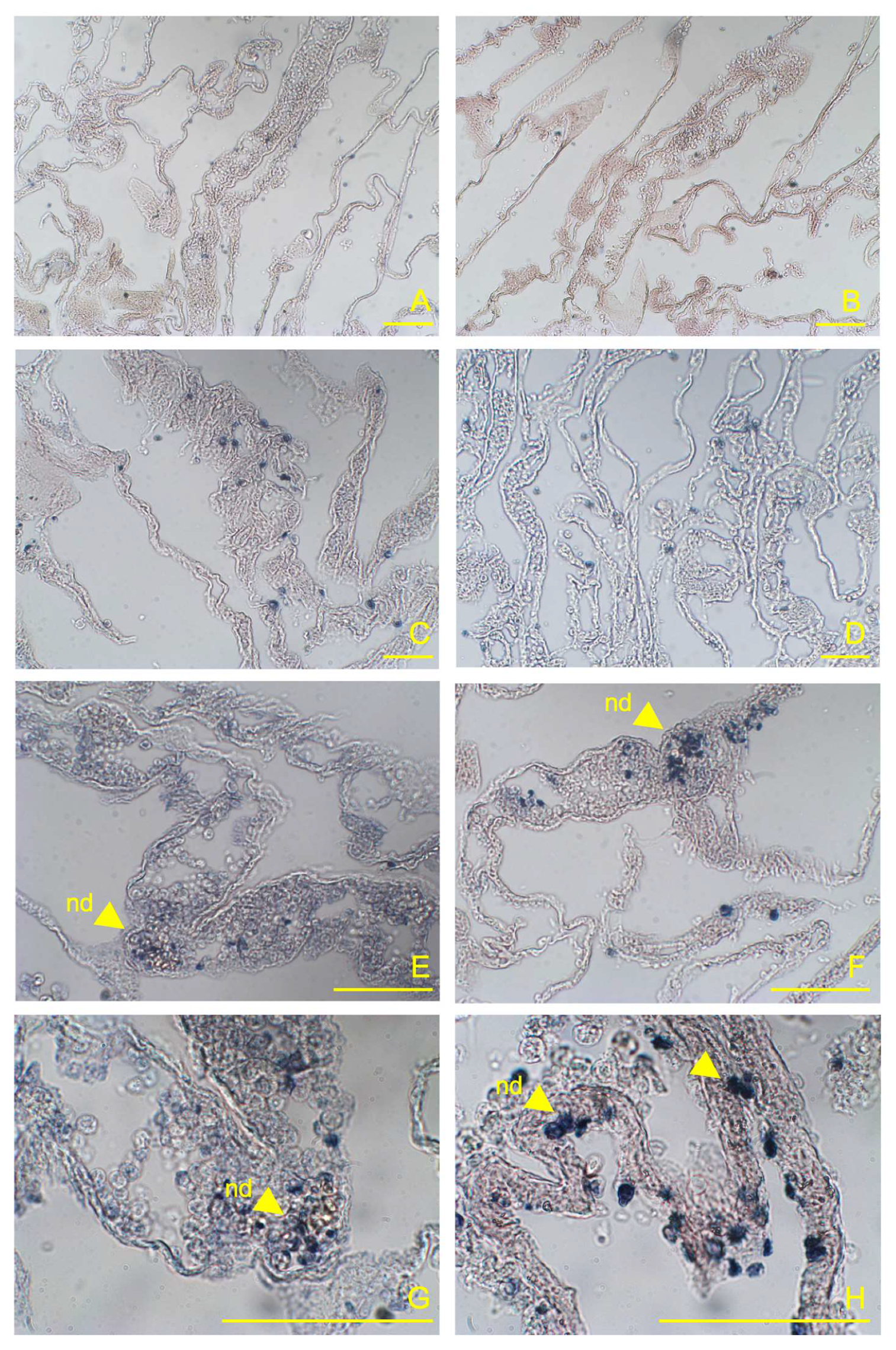 Preprints 110296 g001
