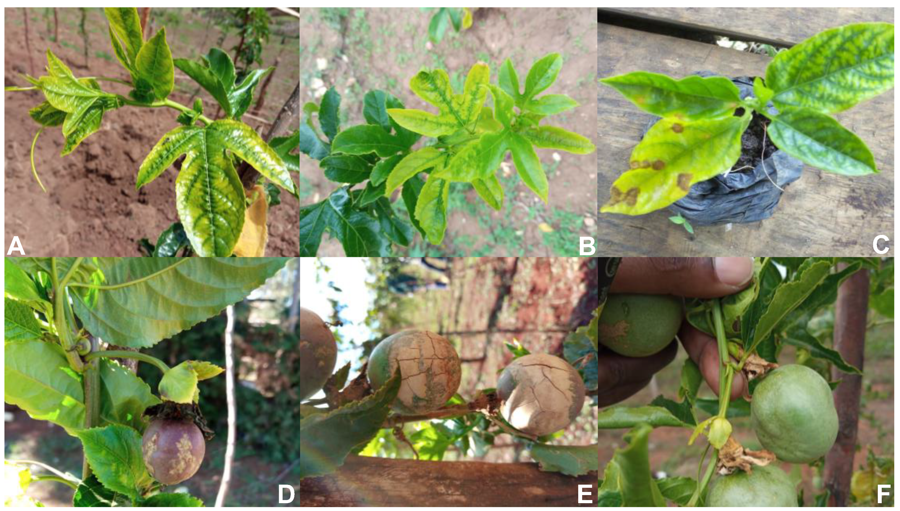 Preprints 142786 g001