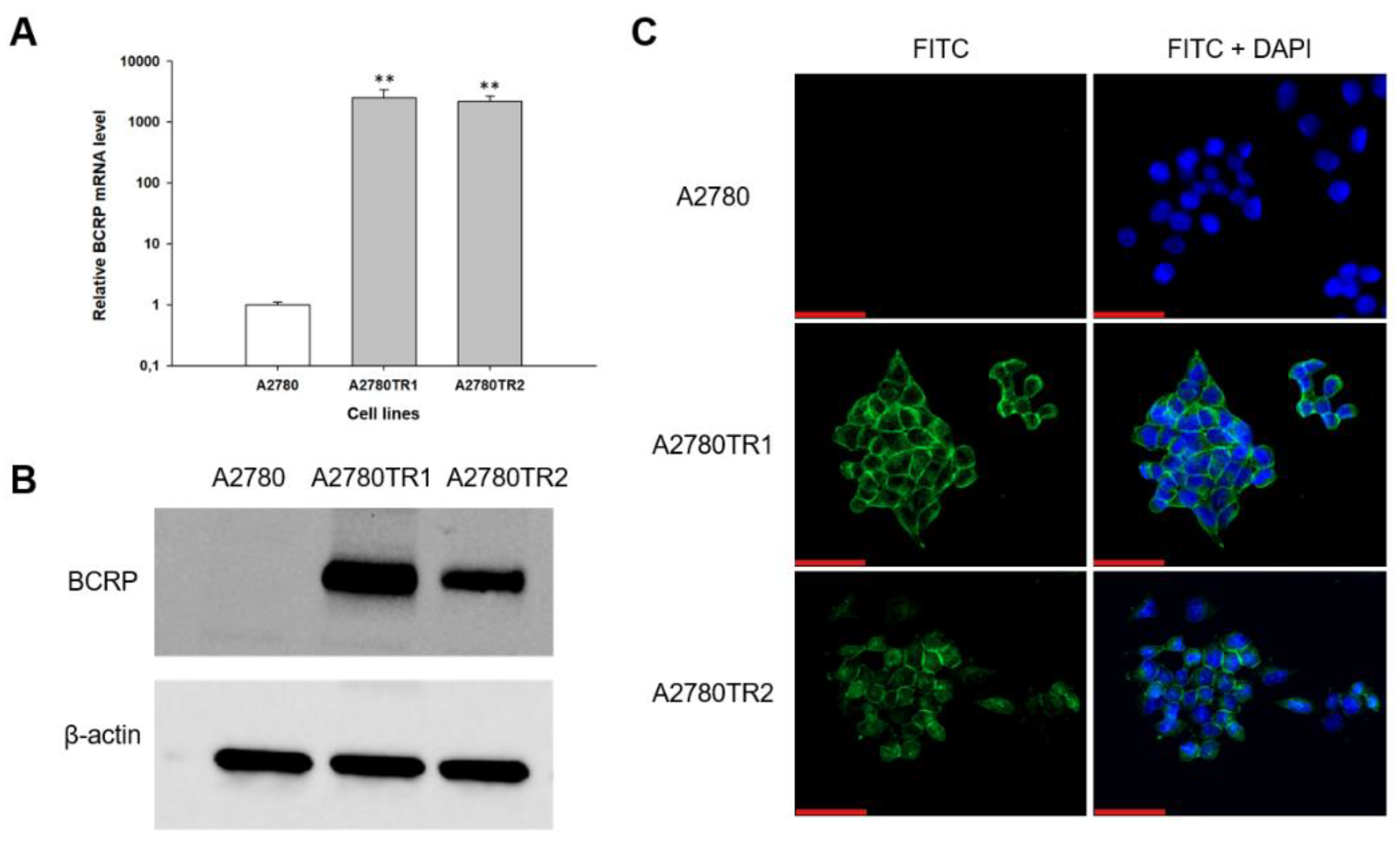 Preprints 215764 g001 Preprints 215764 g001