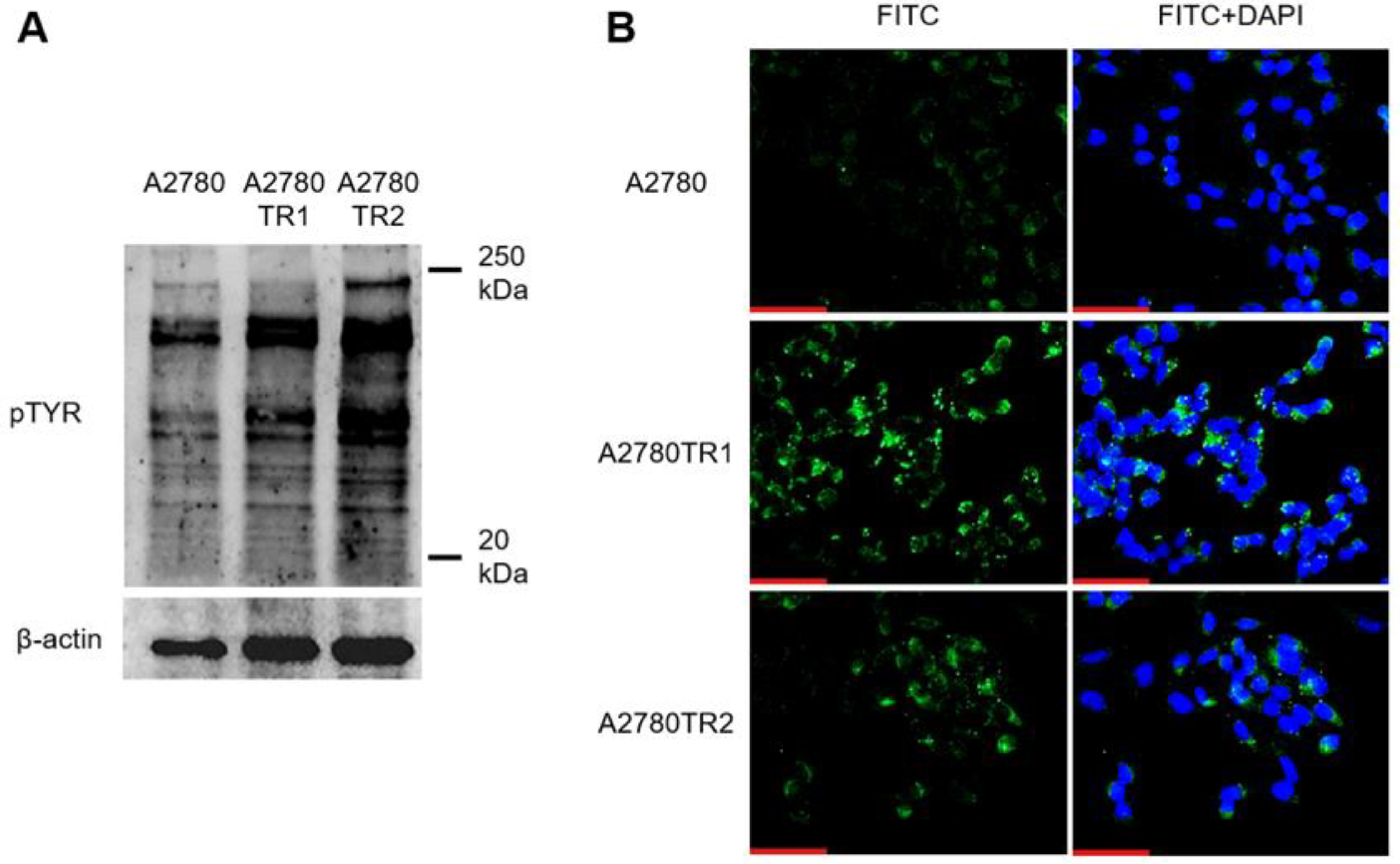Preprints 215764 g004 Preprints 215764 g004