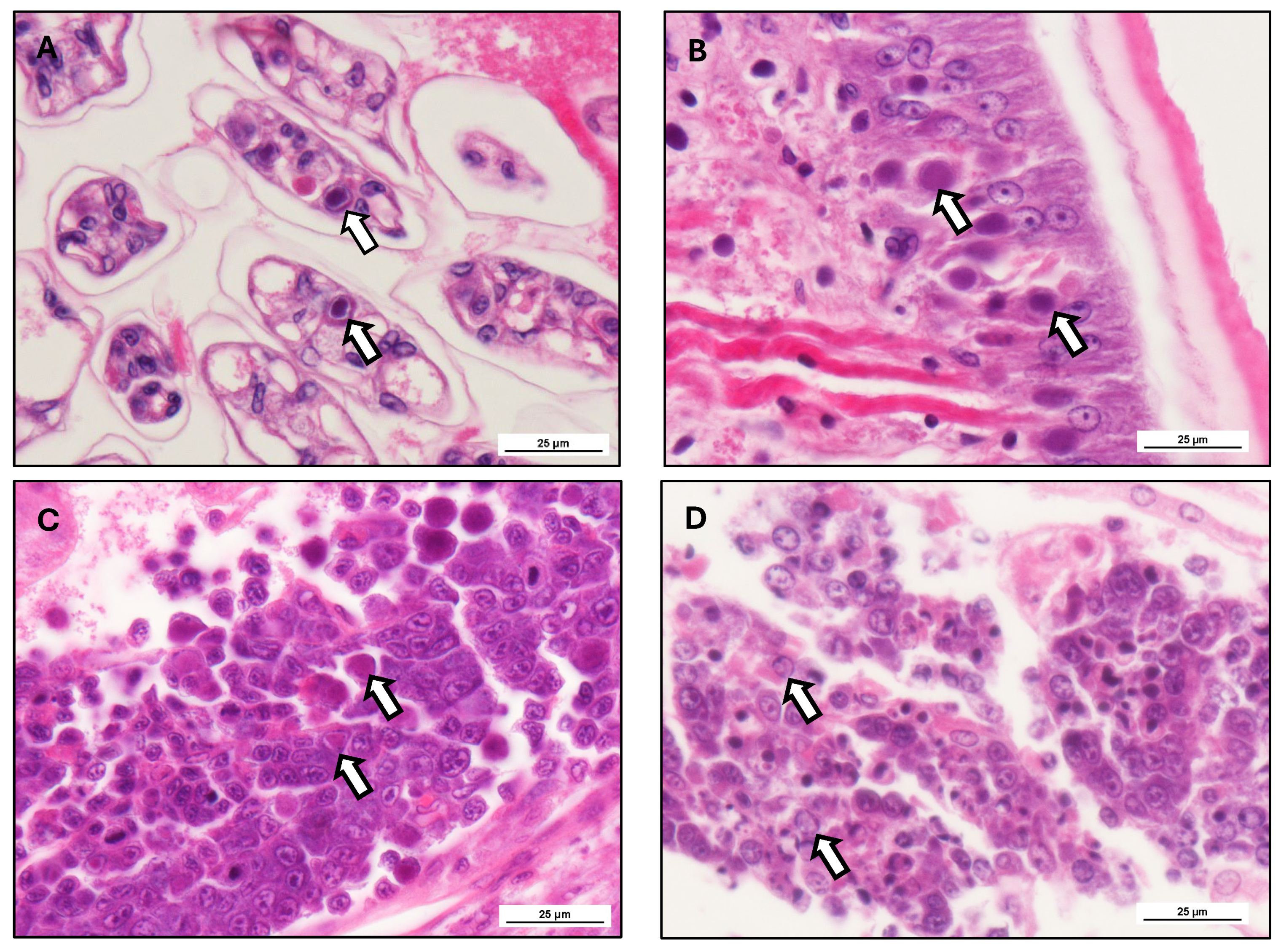 Preprints 171884 g005