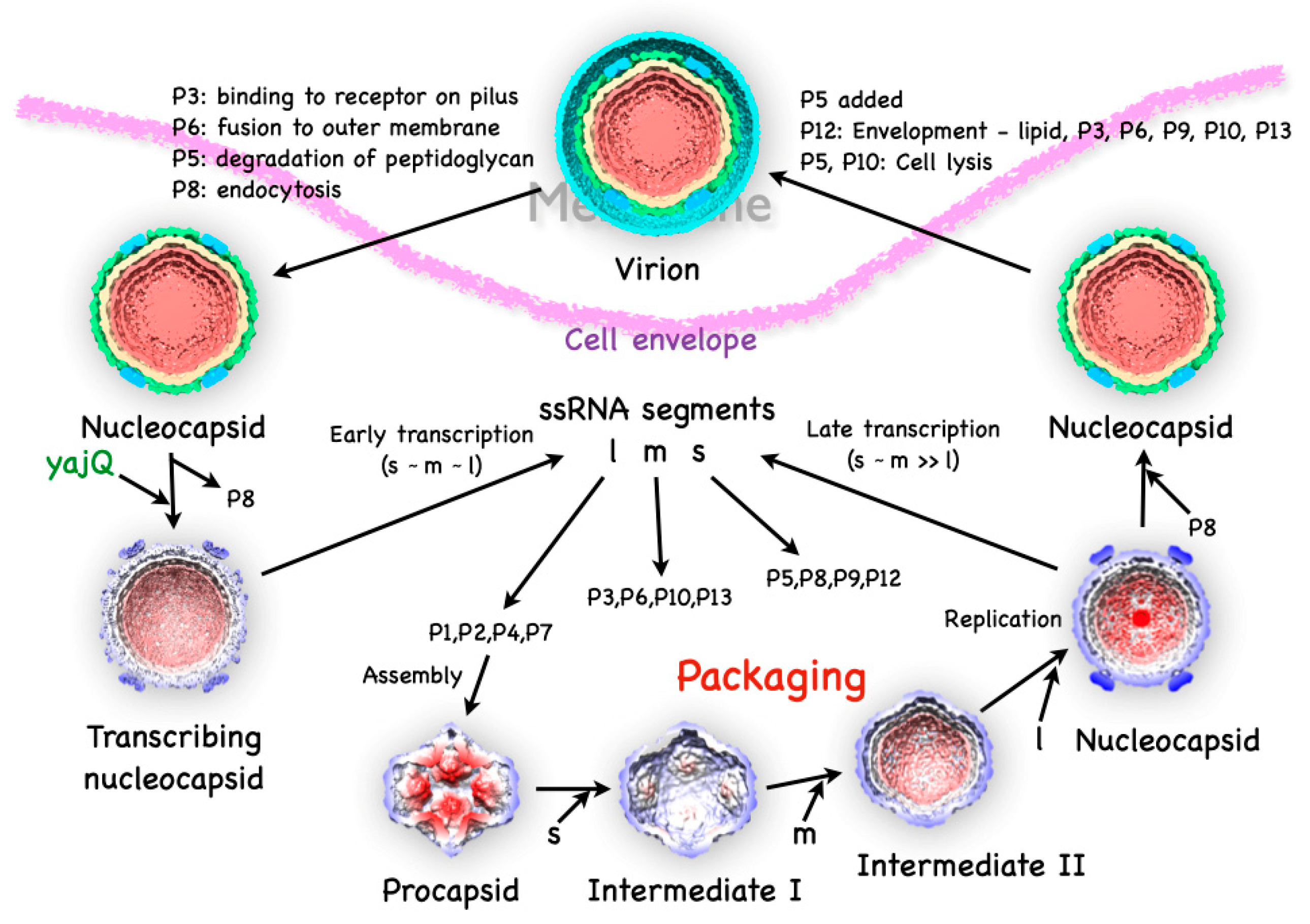 Preprints 88627 g001
