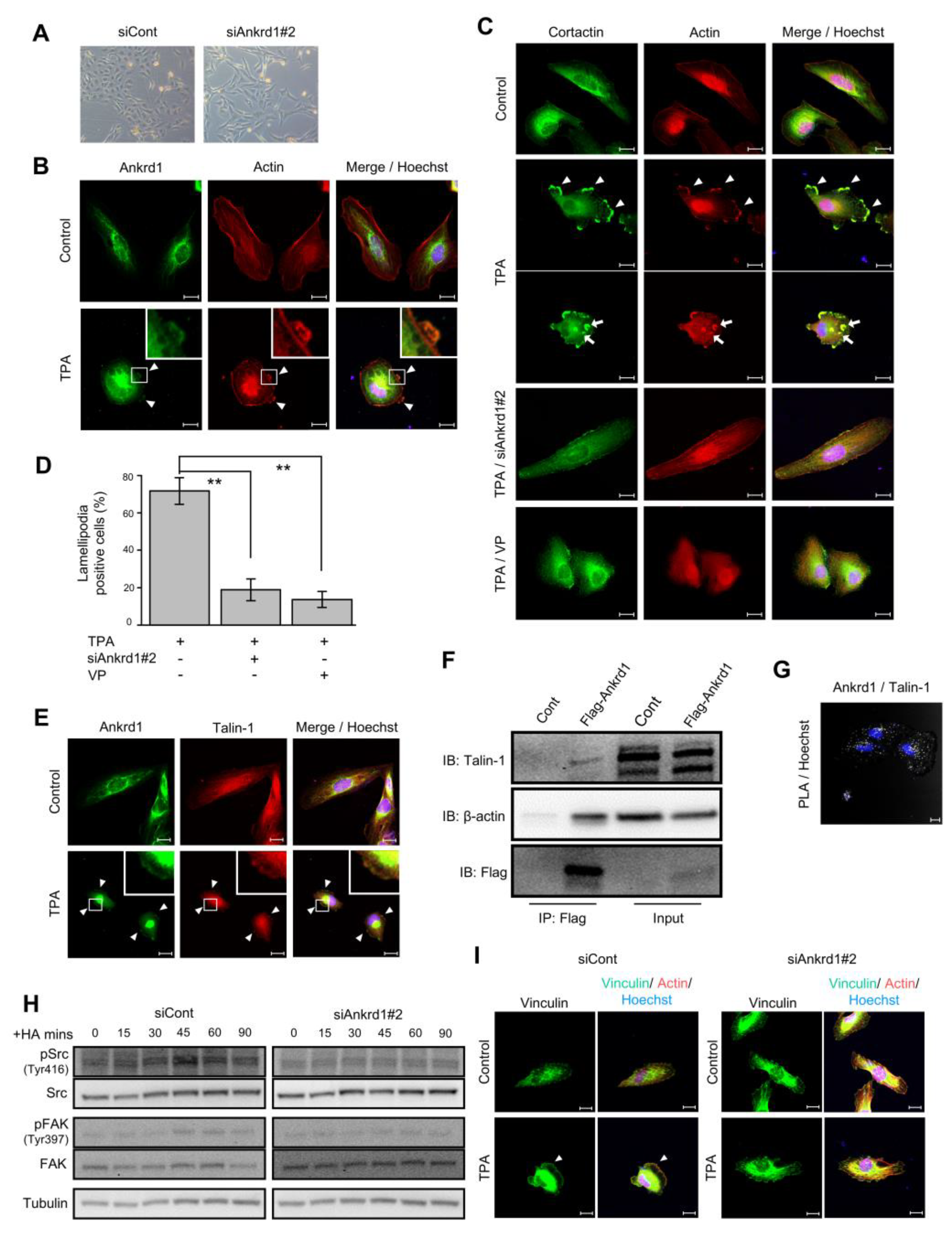 Preprints 153906 g004