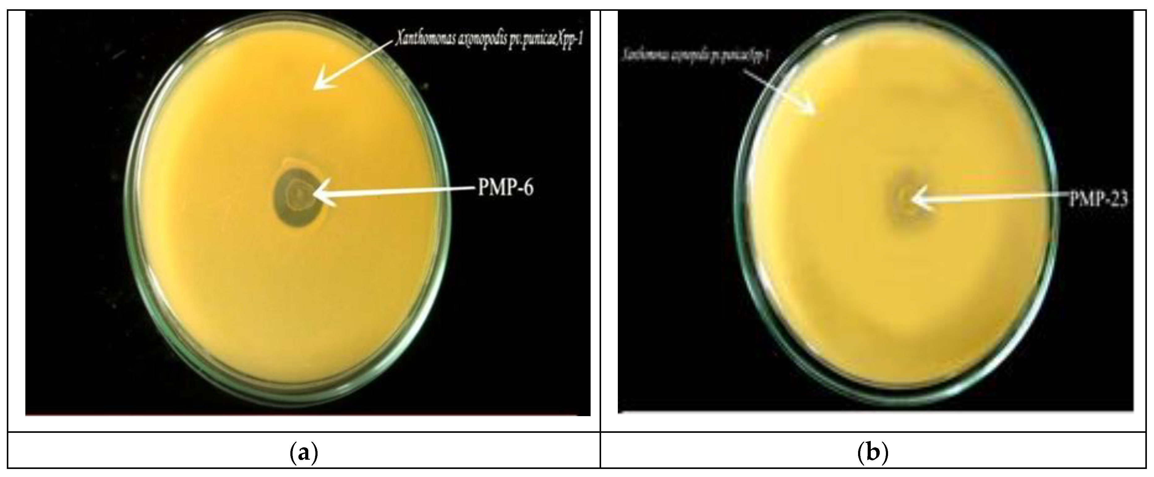 Preprints 142669 g001