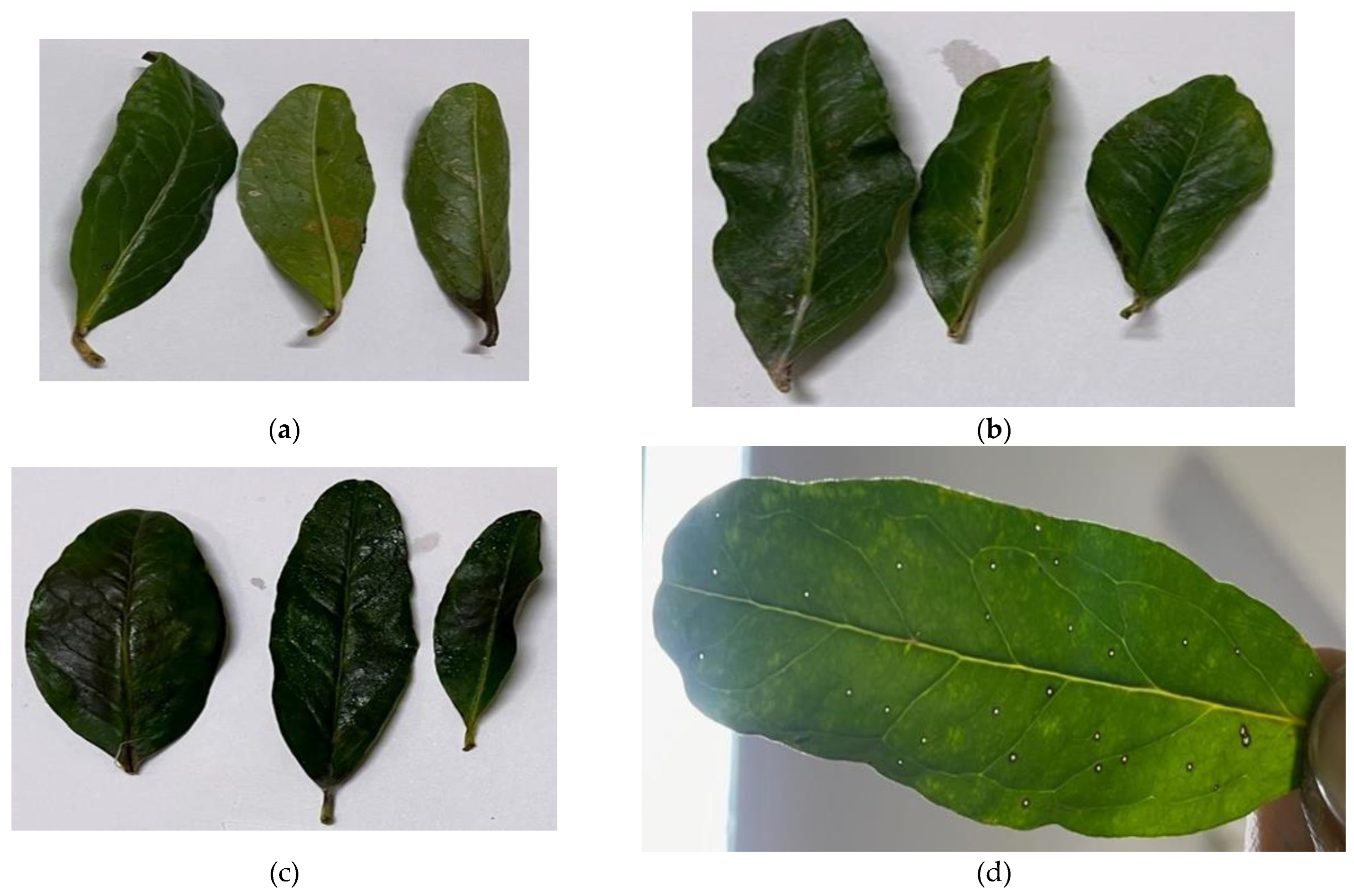 Preprints 142669 g008