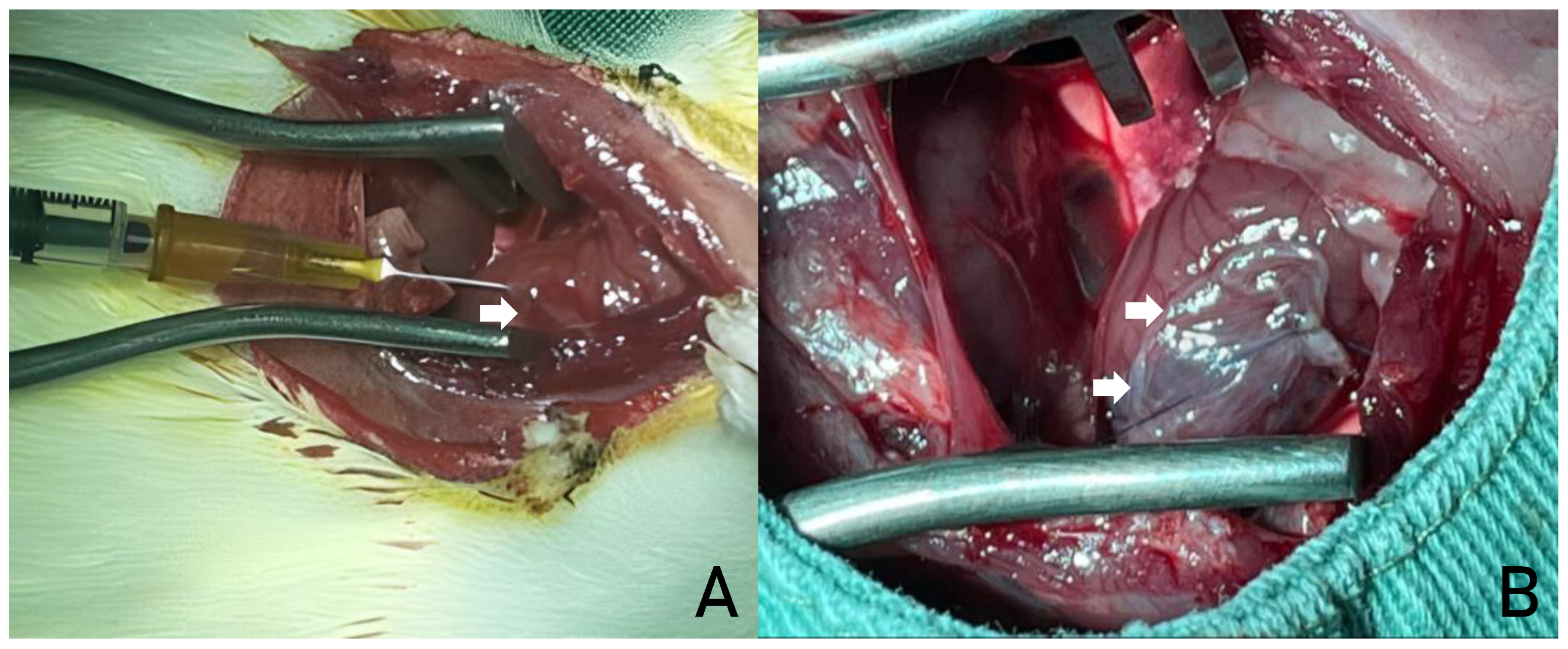 Preprints 165164 g003