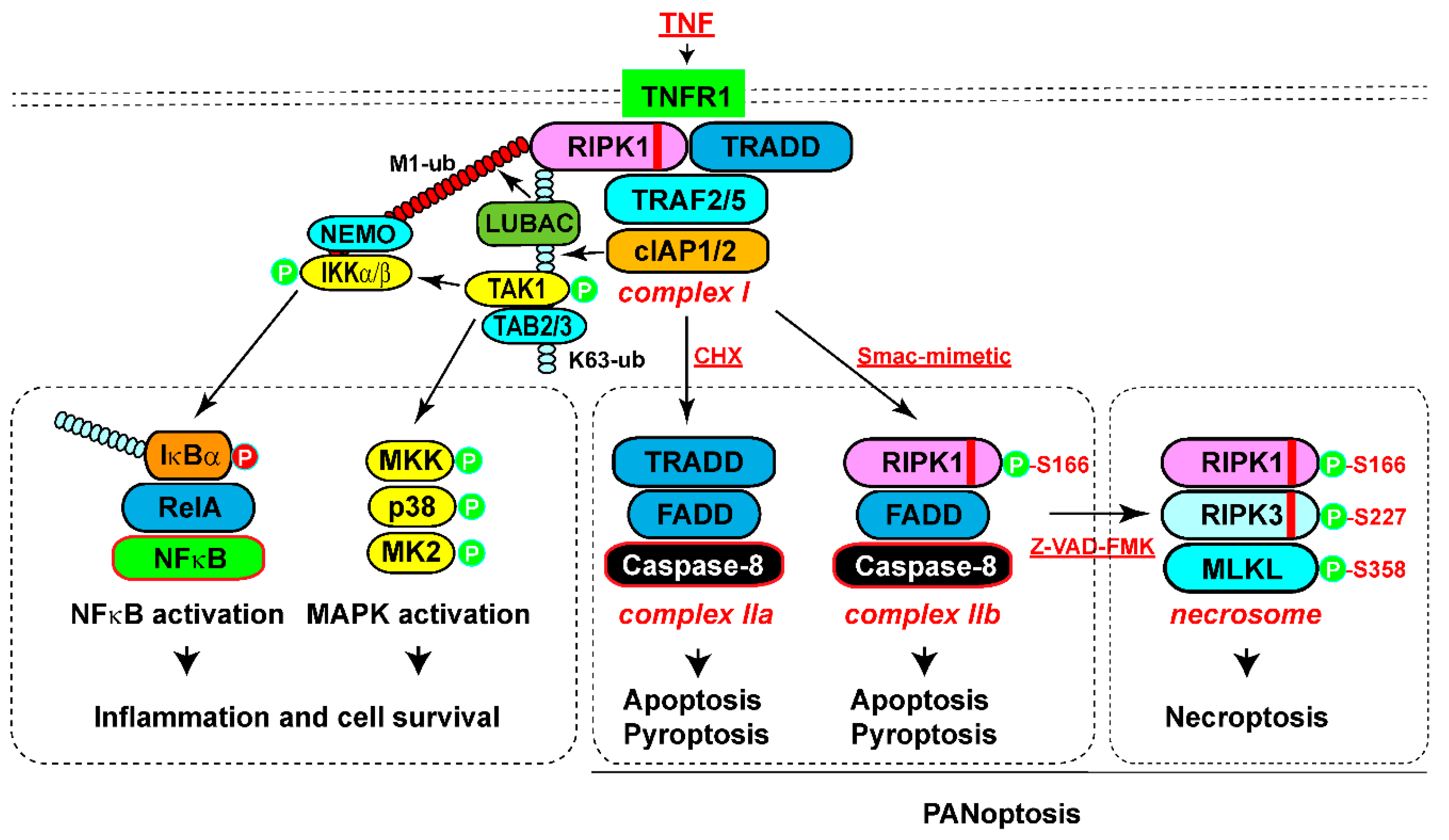 Preprints 106243 g002