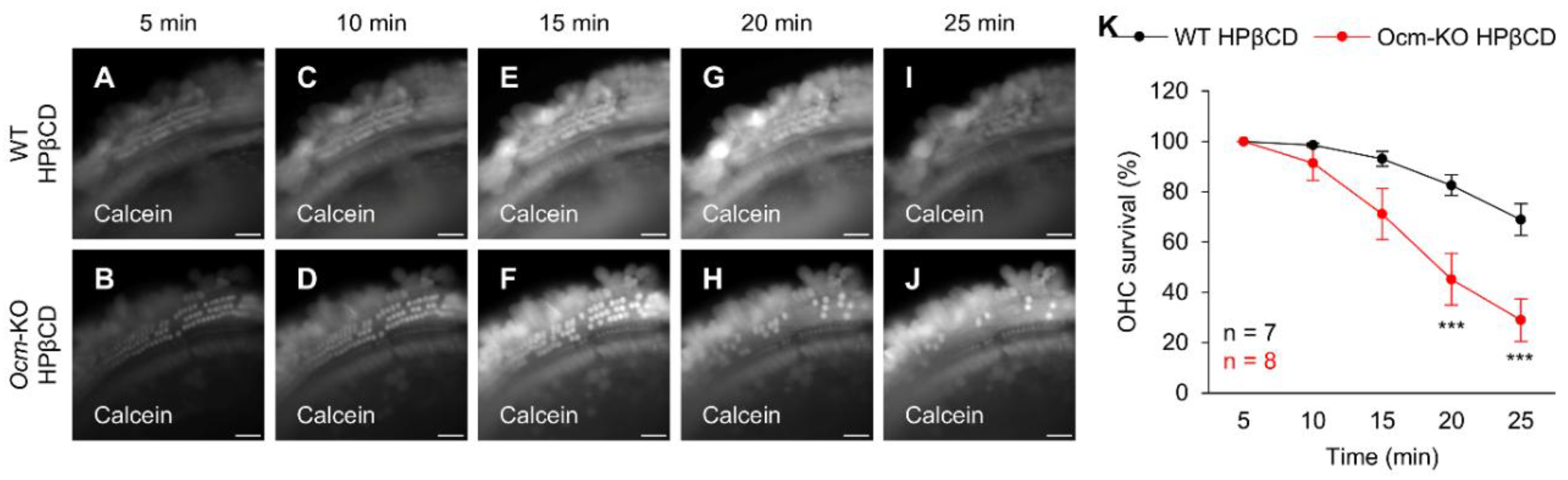 Preprints 206082 g007