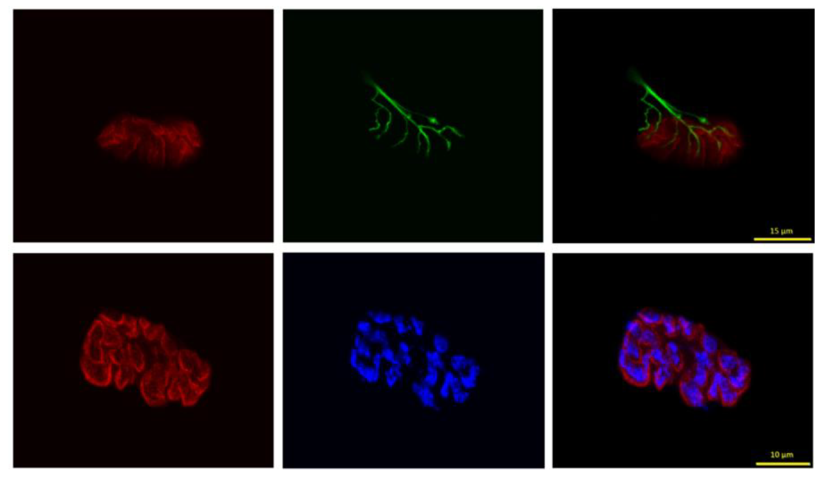Preprints 148397 g002