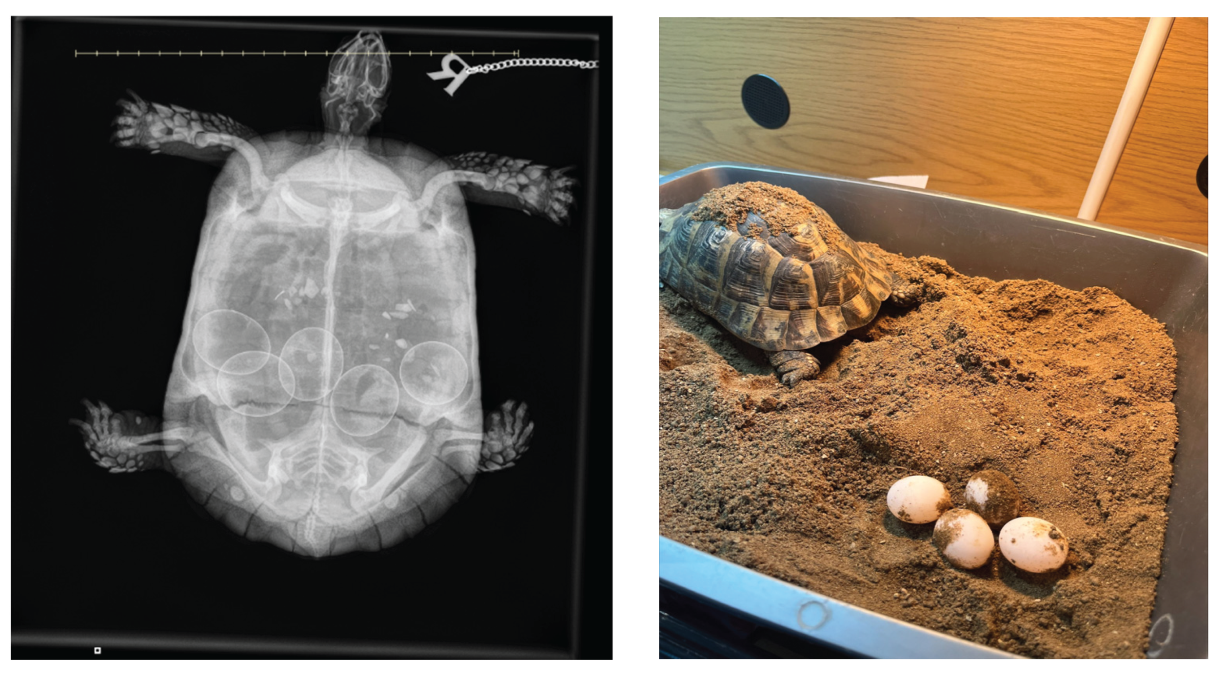 Preprints 188748 g002