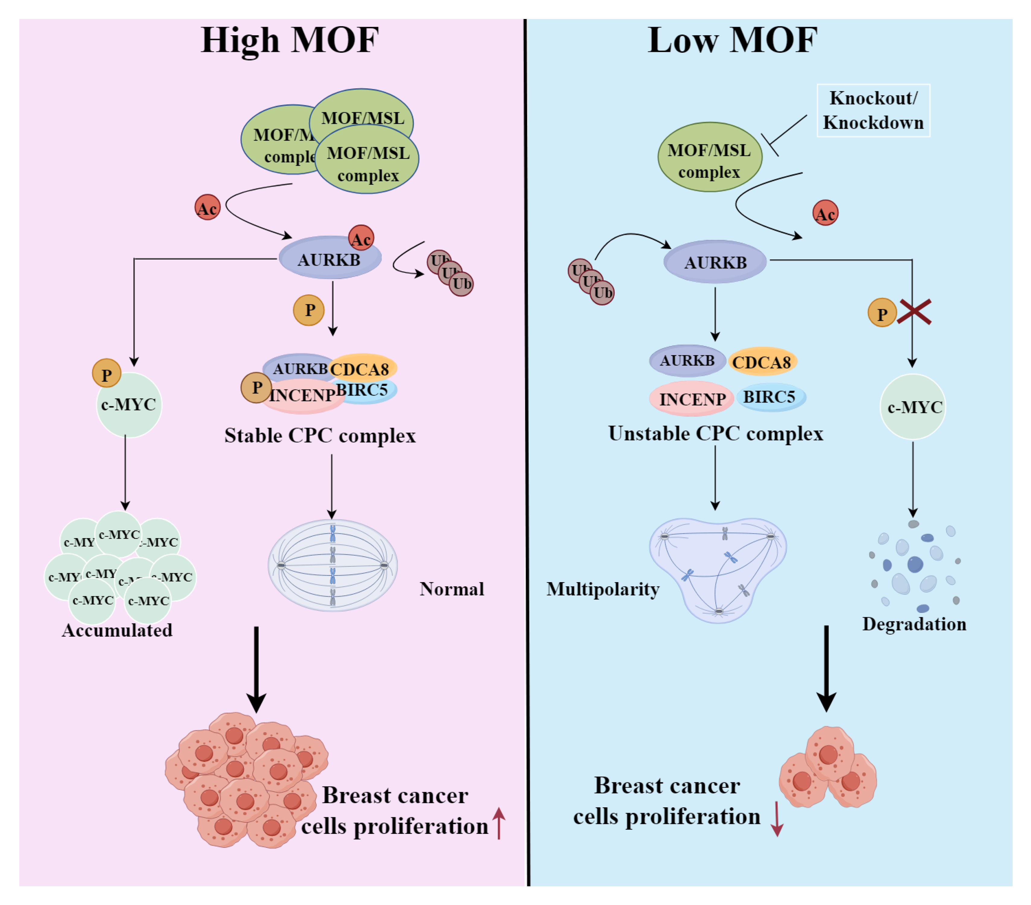 Preprints 164353 g008