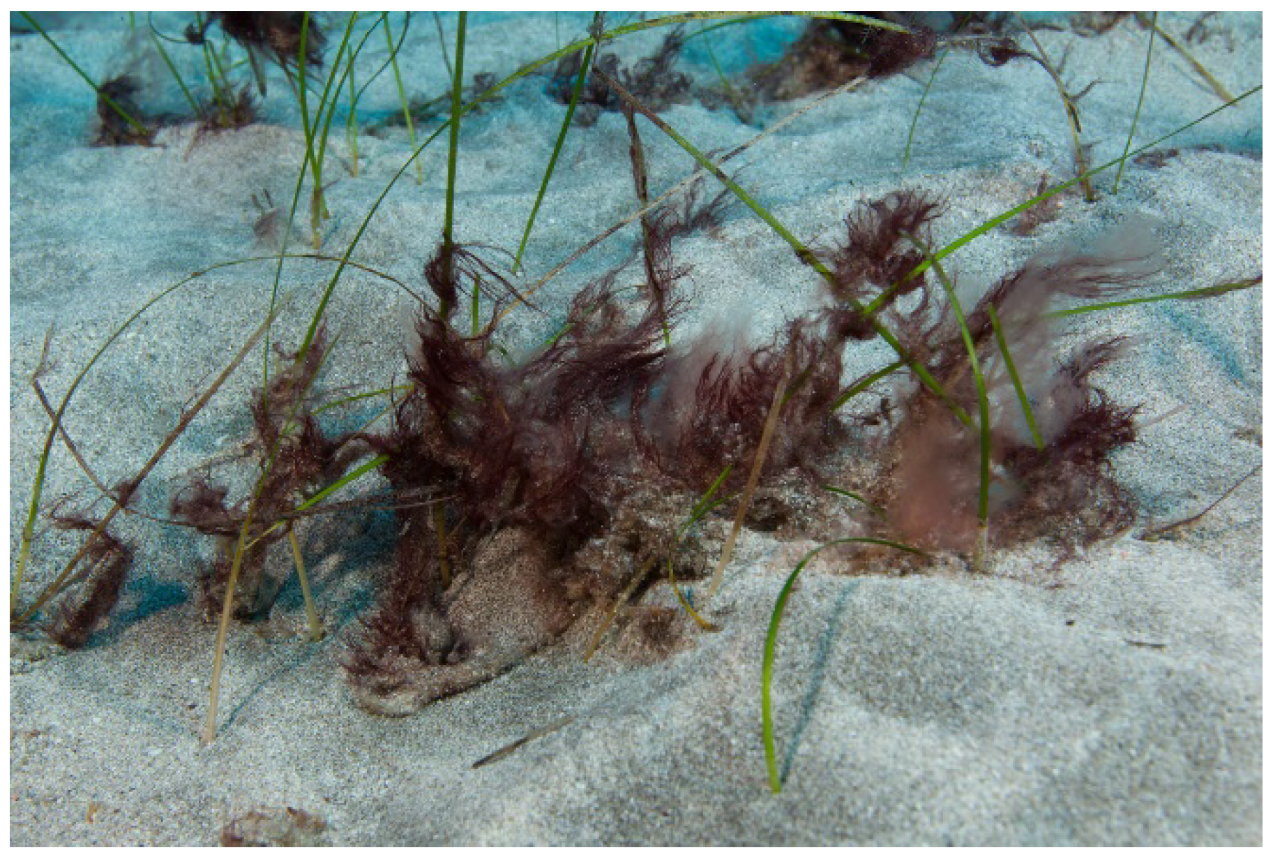 Preprints 107794 g001