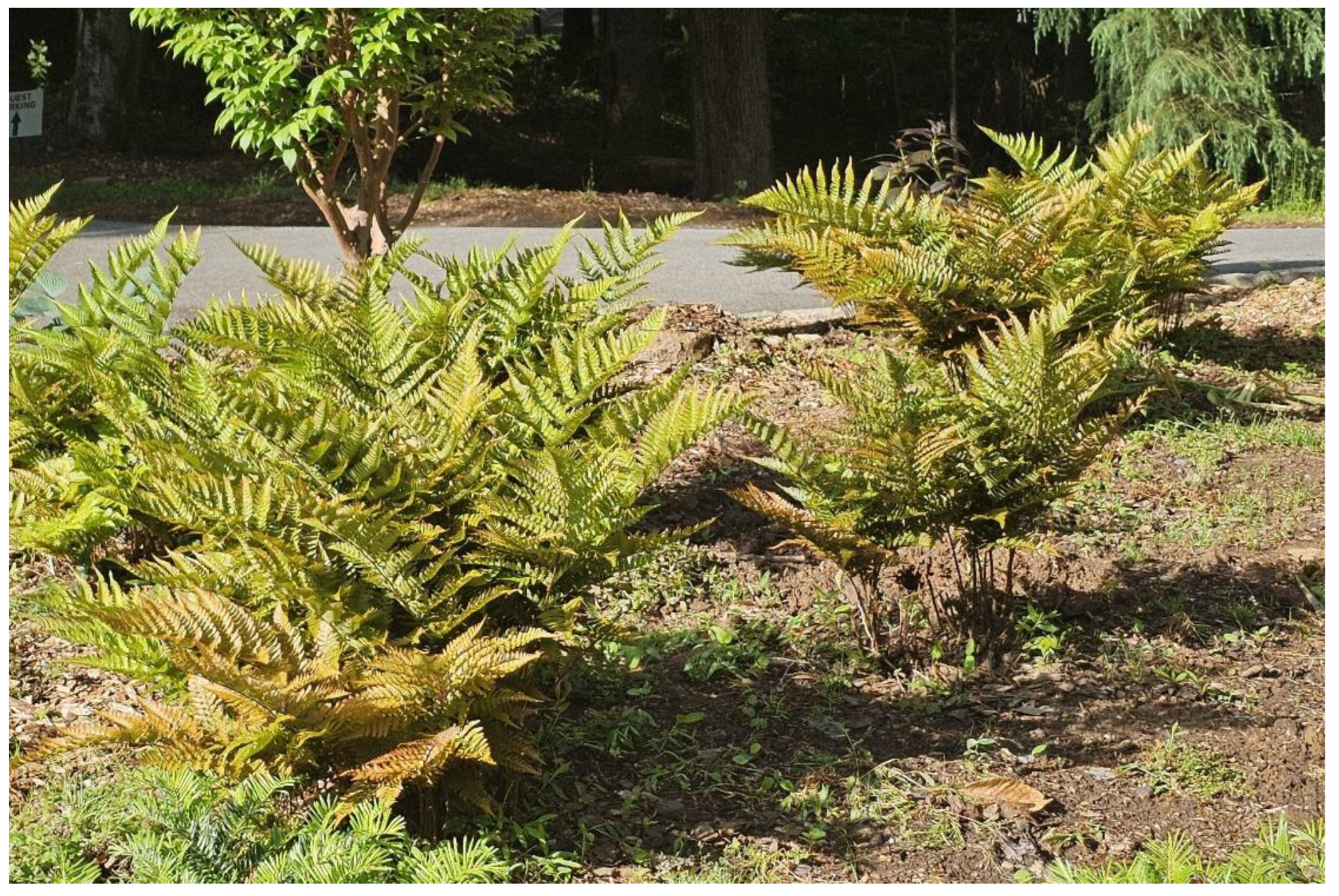 Preprints 162517 g001