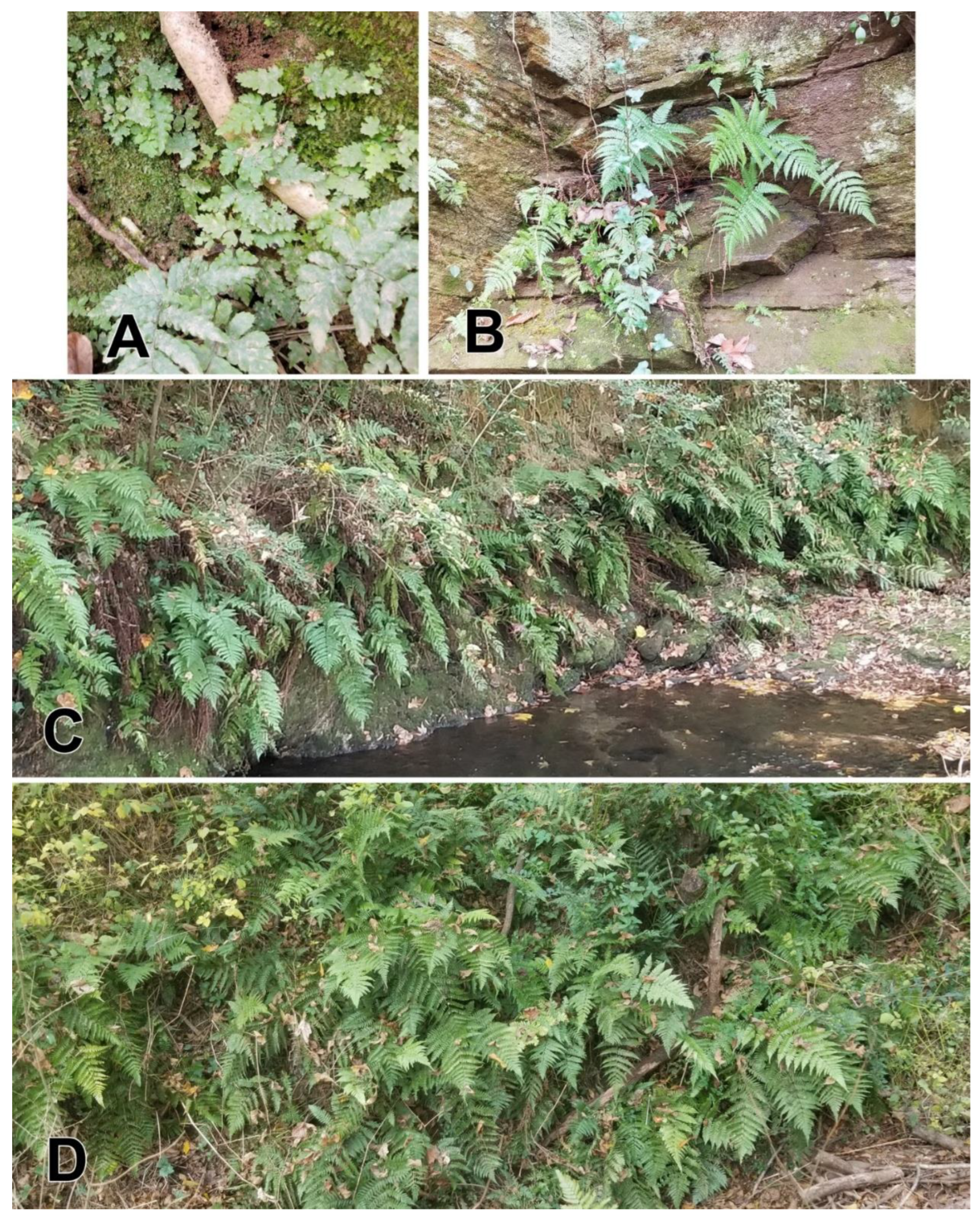Preprints 162517 g004
