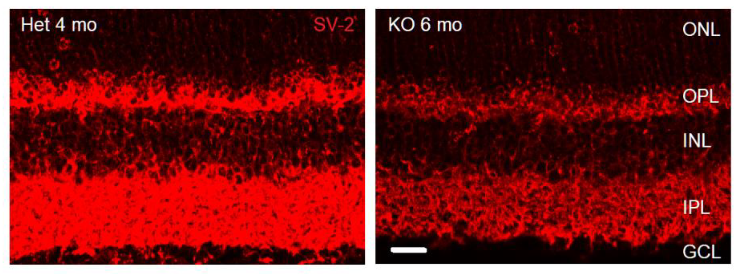 Preprints 175644 g001