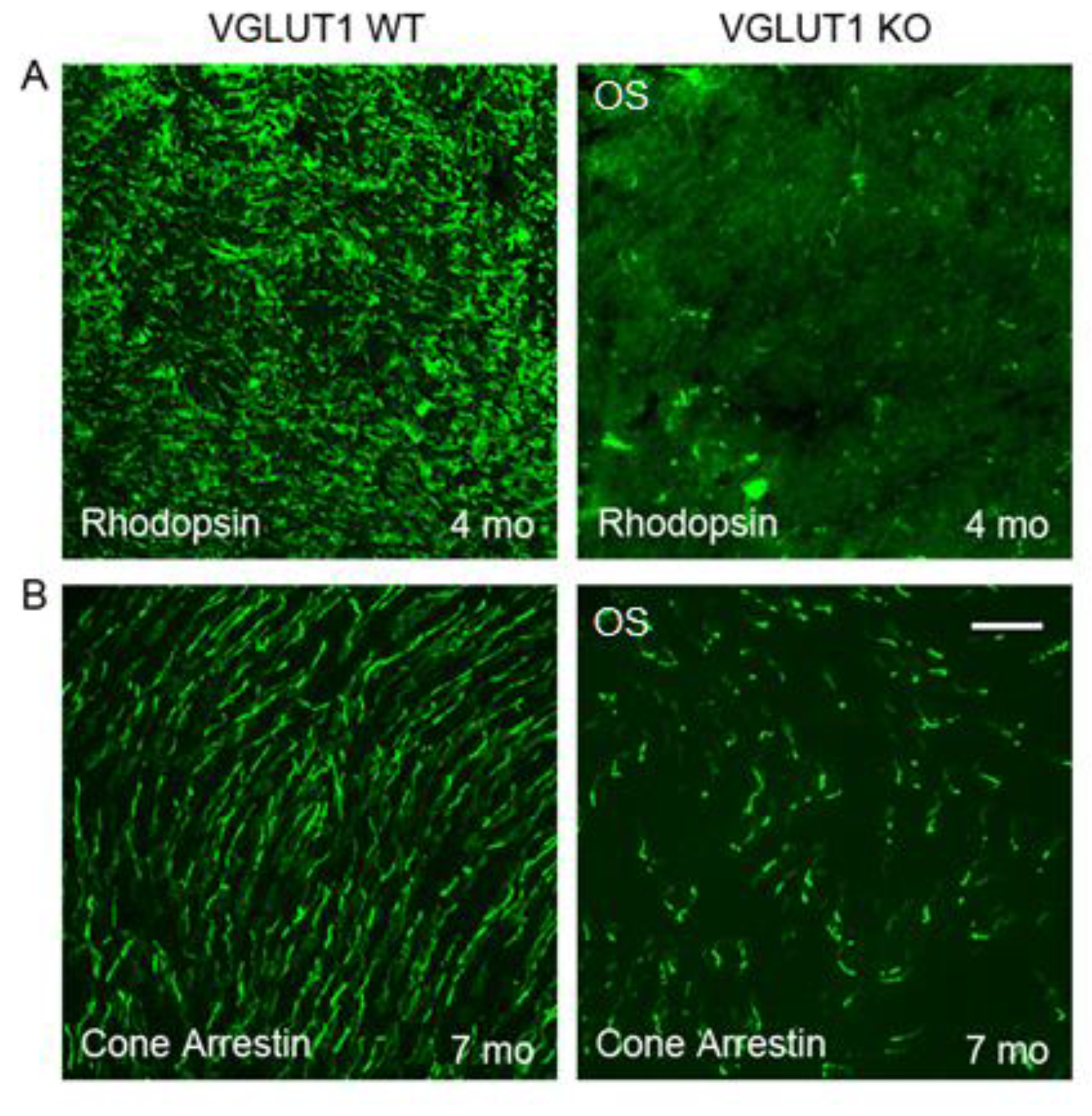 Preprints 175644 g002