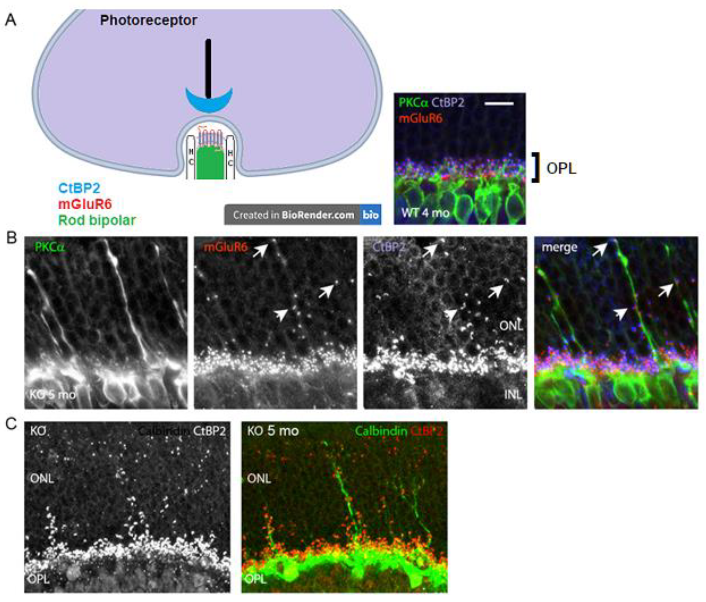 Preprints 175644 g004