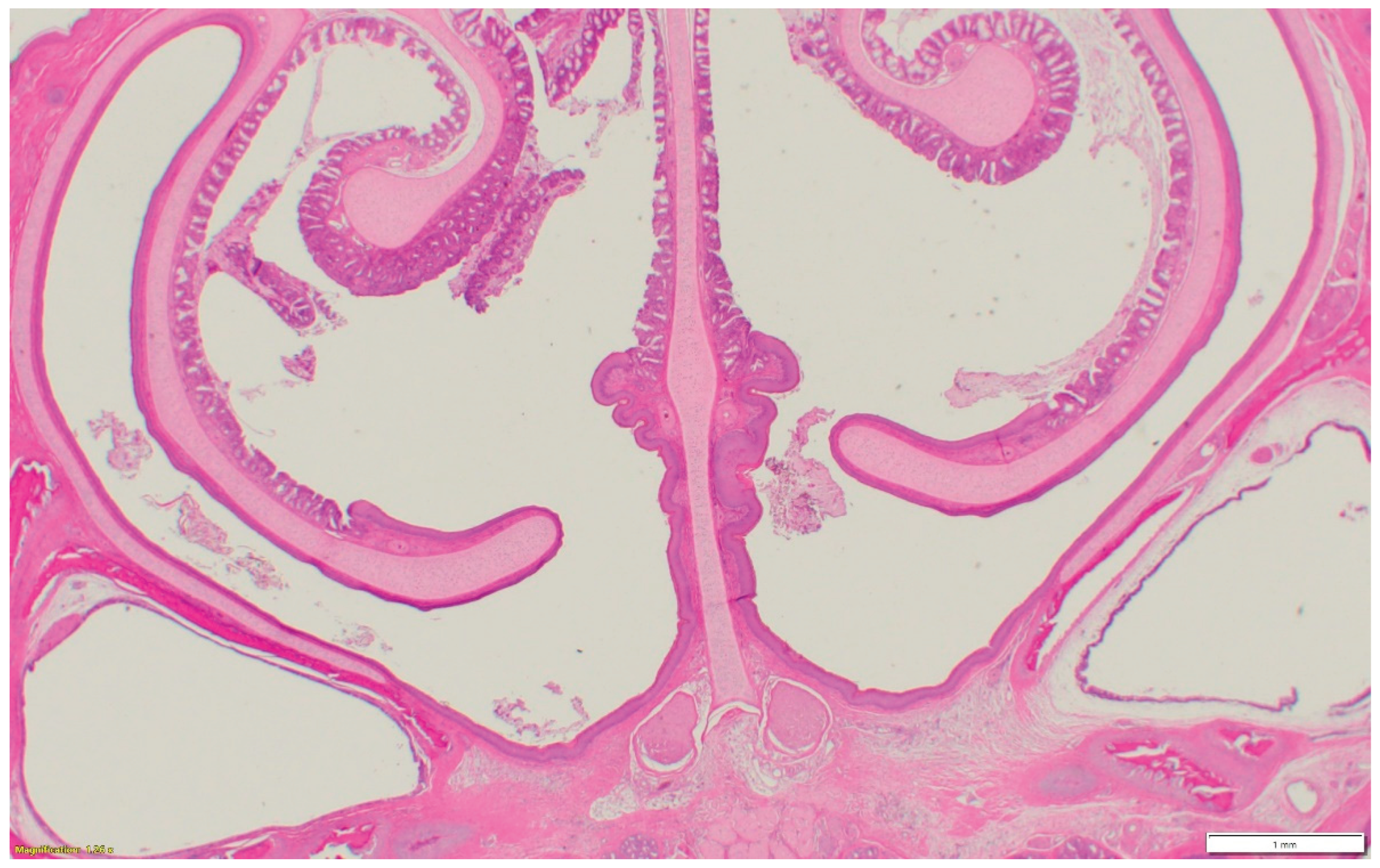 Preprints 163701 g001a