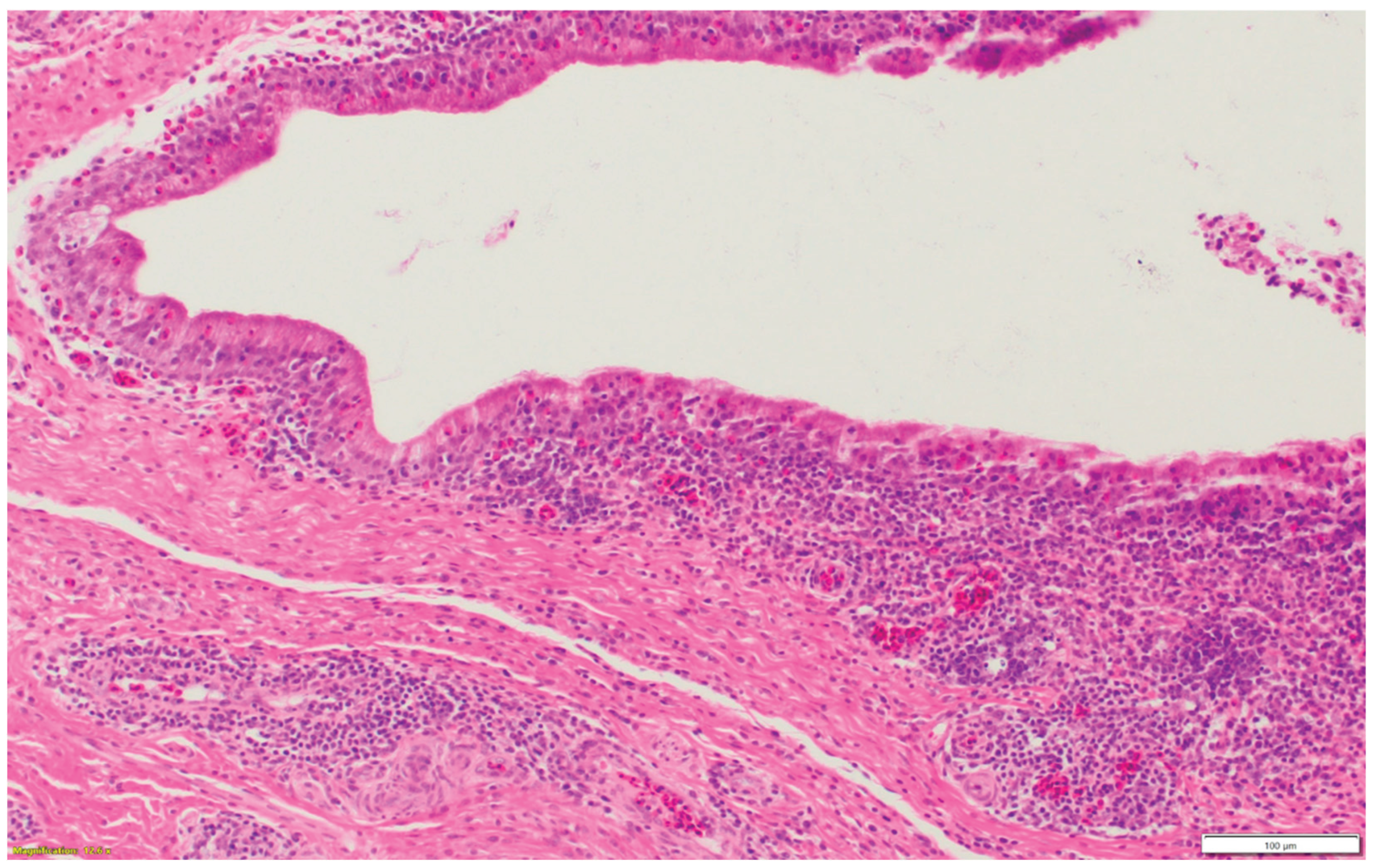 Preprints 163701 g001d