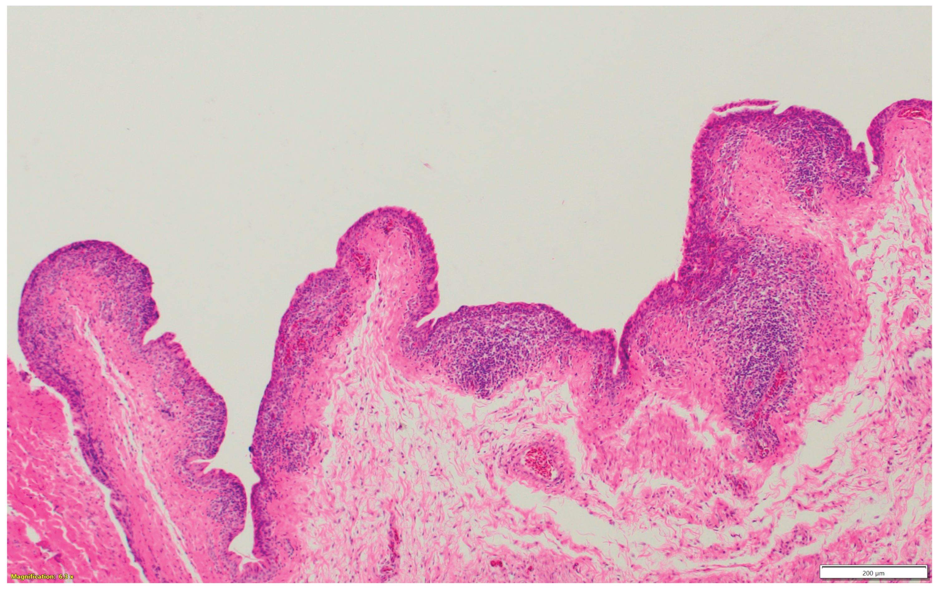 Preprints 163701 g001e