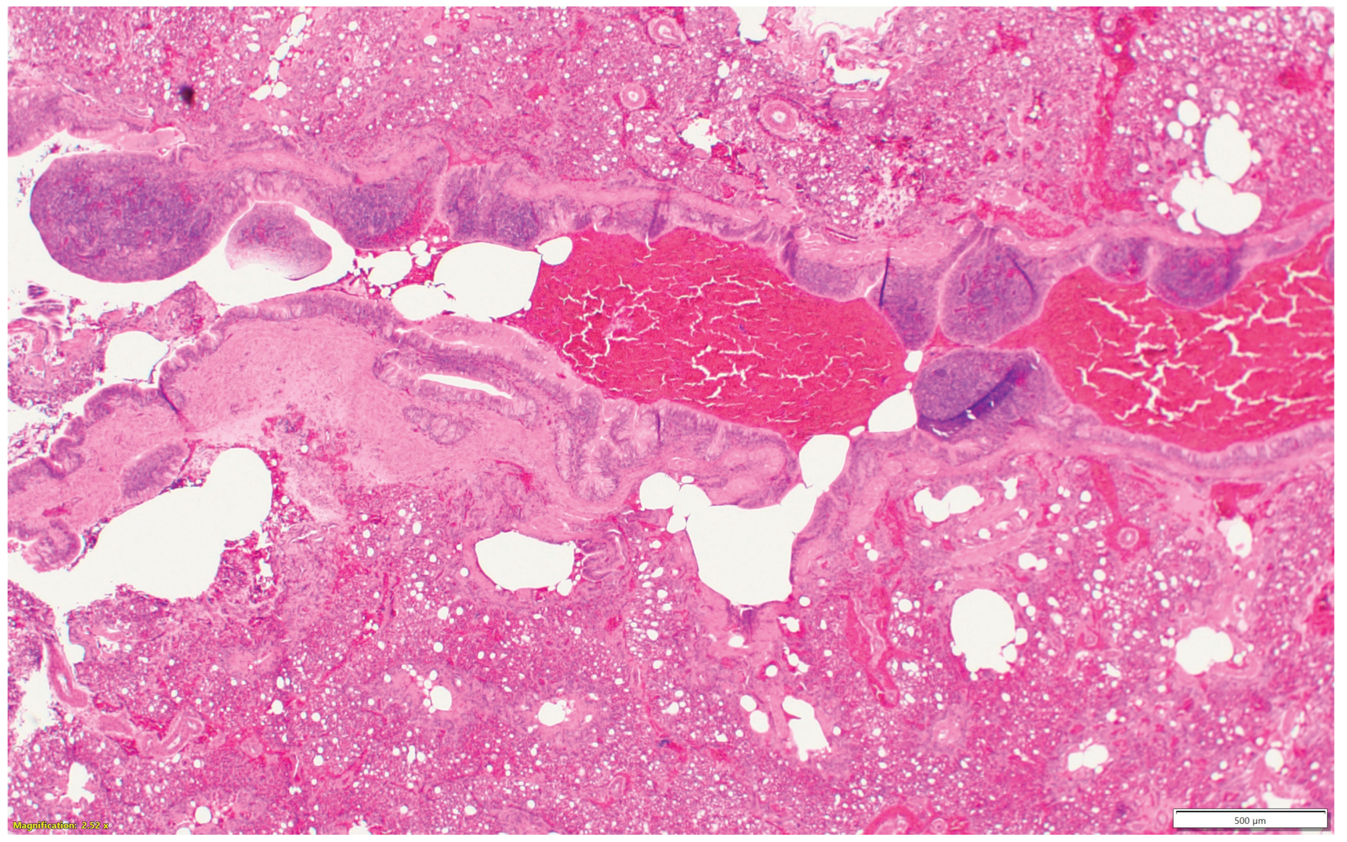 Preprints 163701 g001f