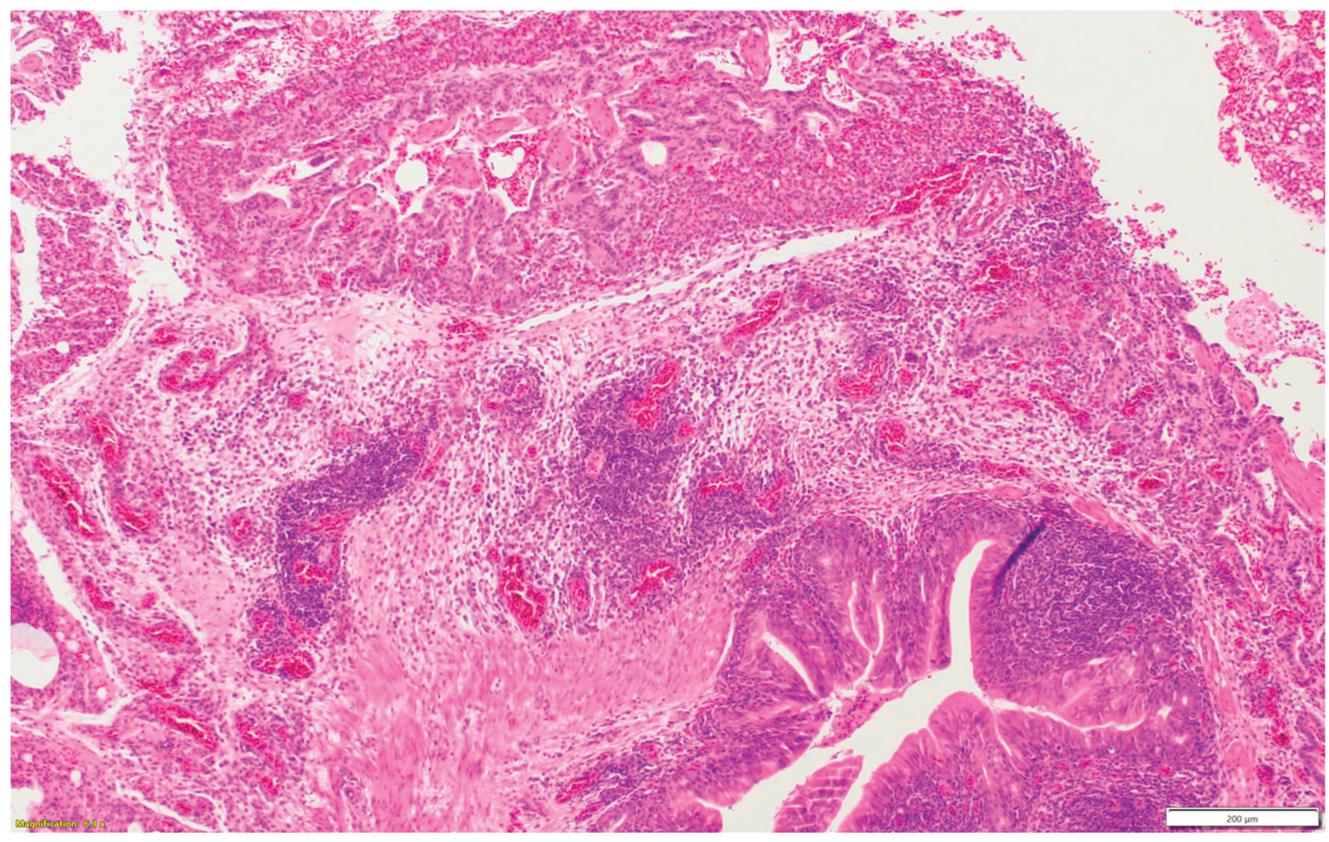 Preprints 163701 g001g