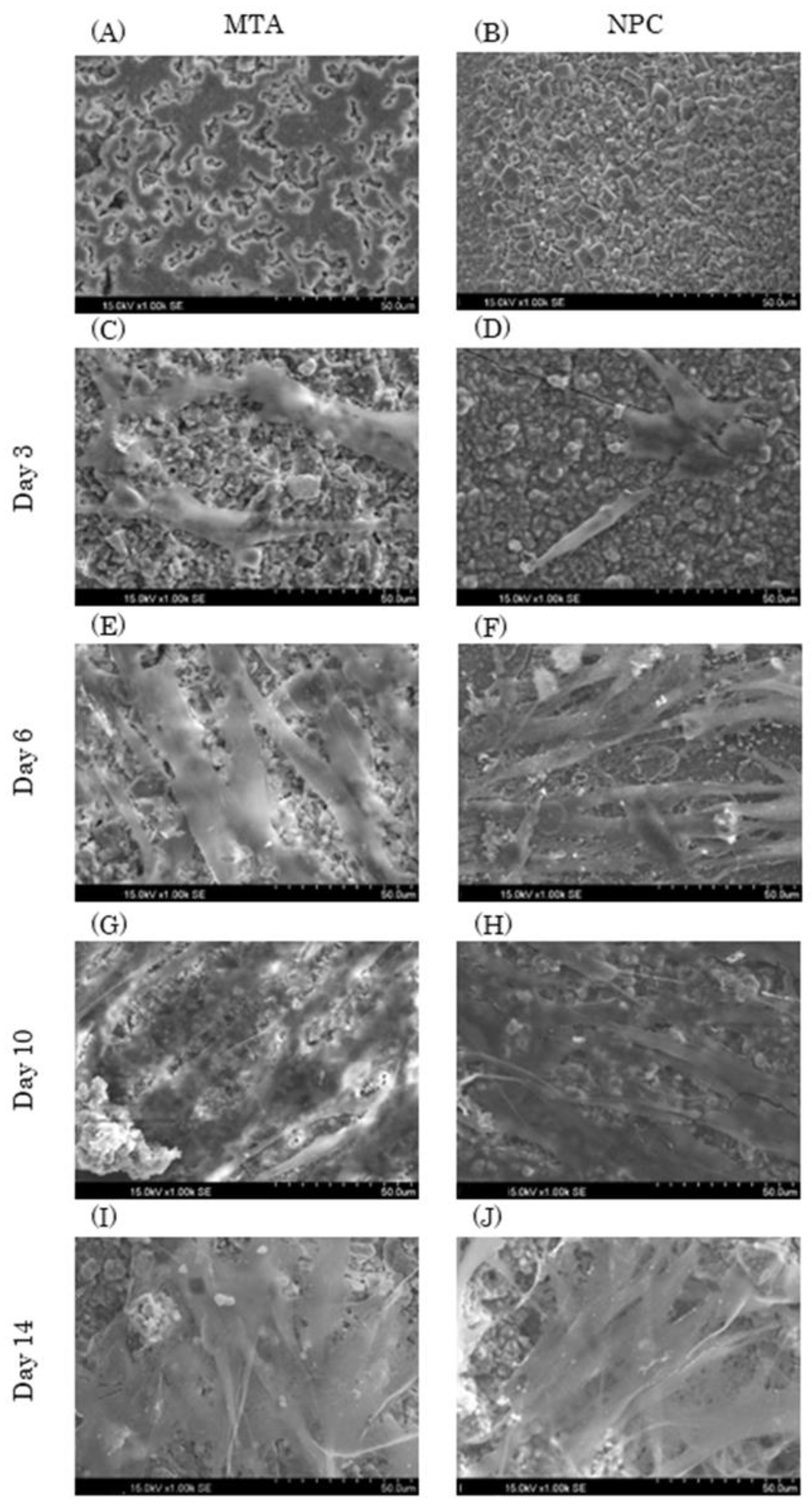 Preprints 75103 g004