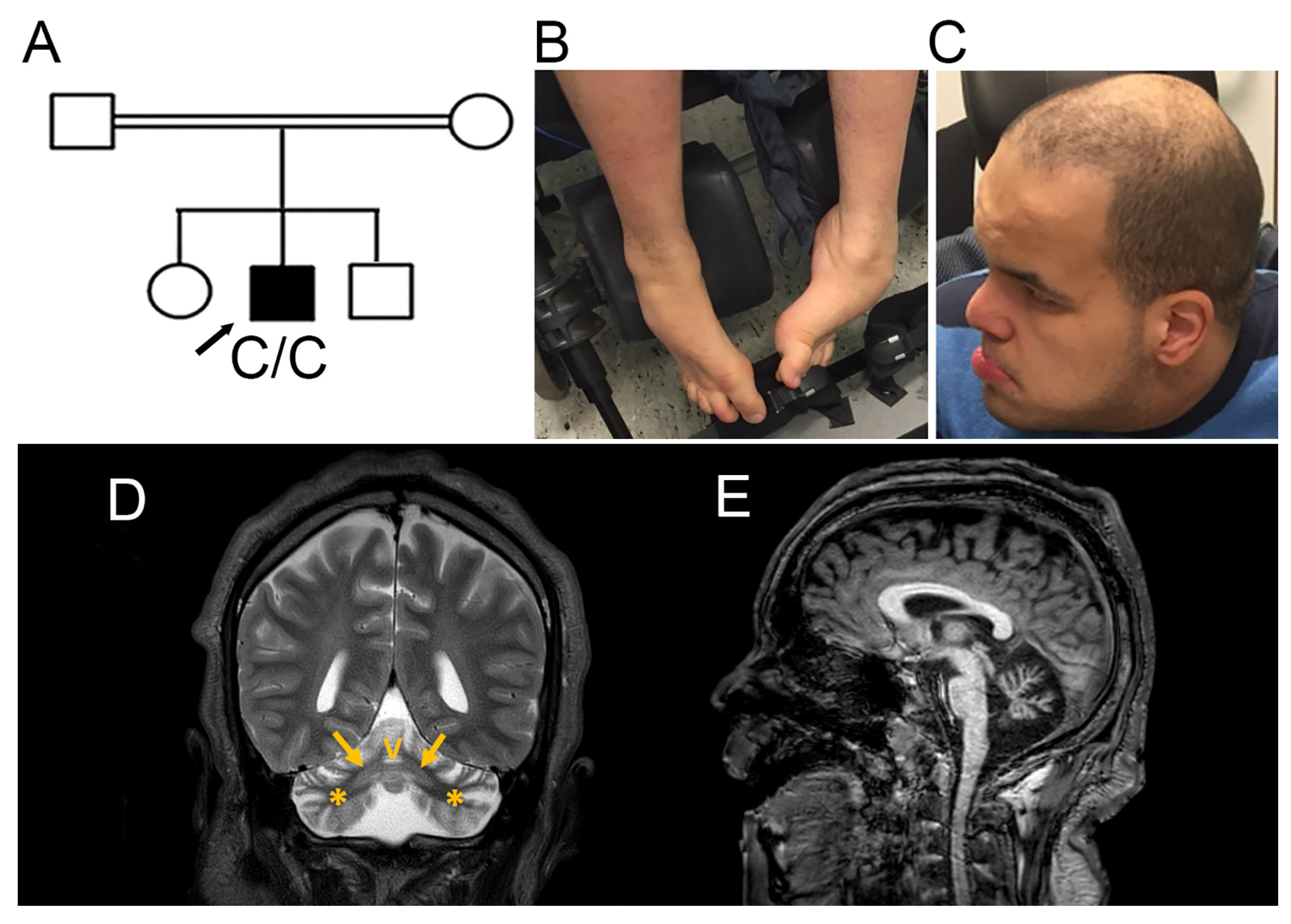 Preprints 198589 g001