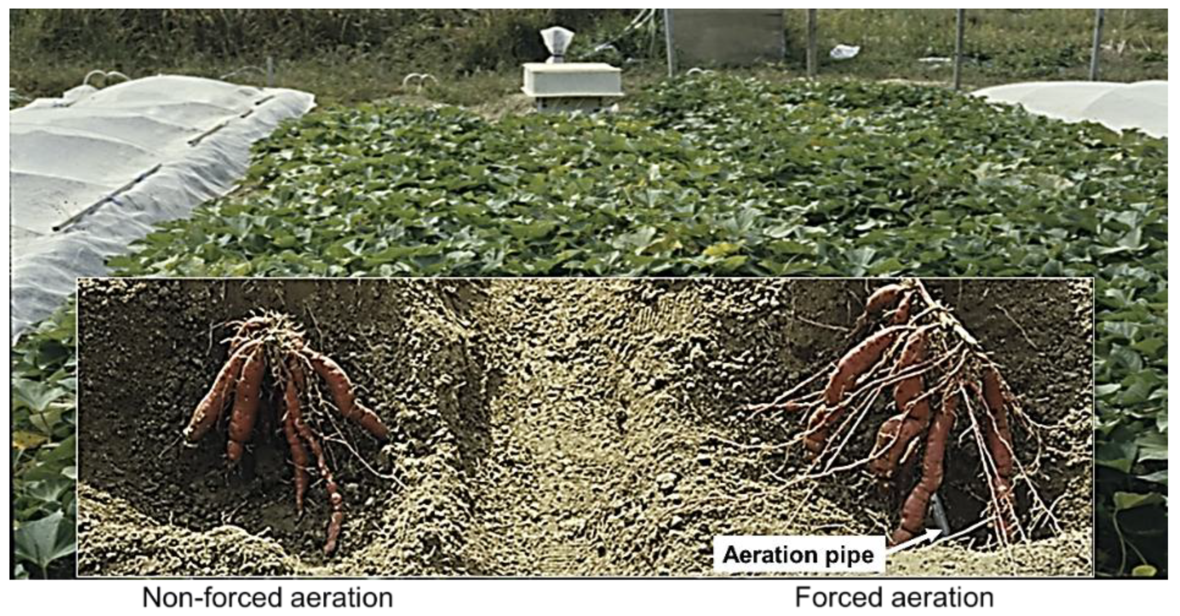 Preprints 185136 g006