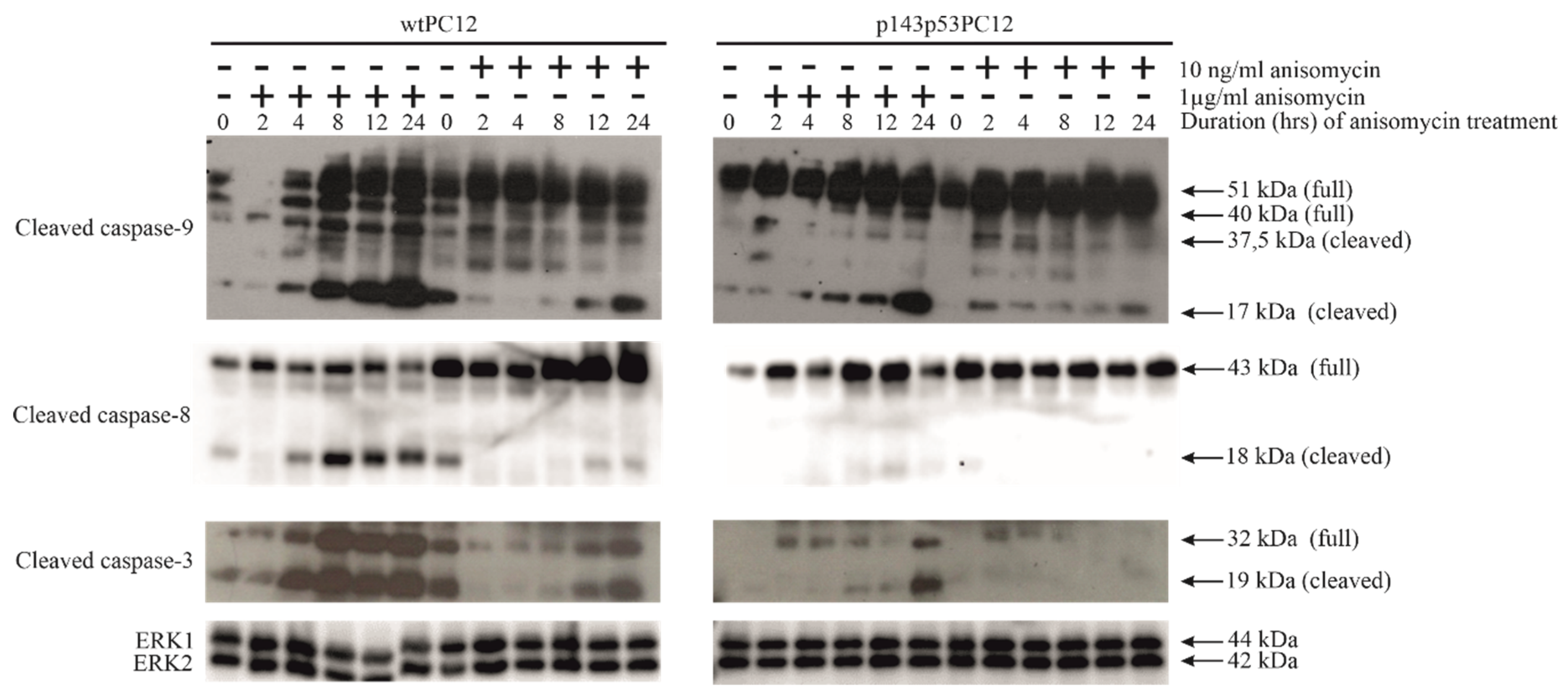 Preprints 180318 g002