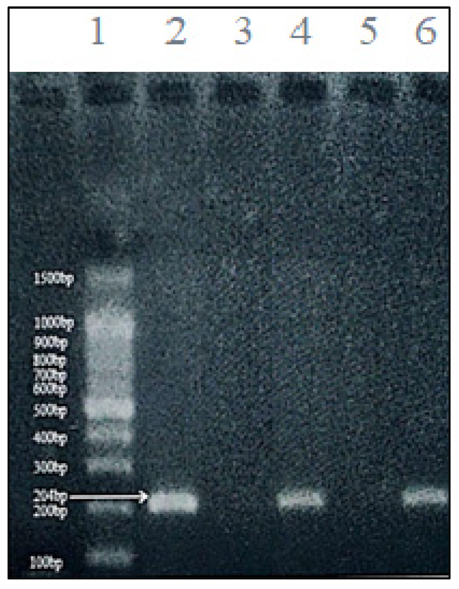 Preprints 199874 g001