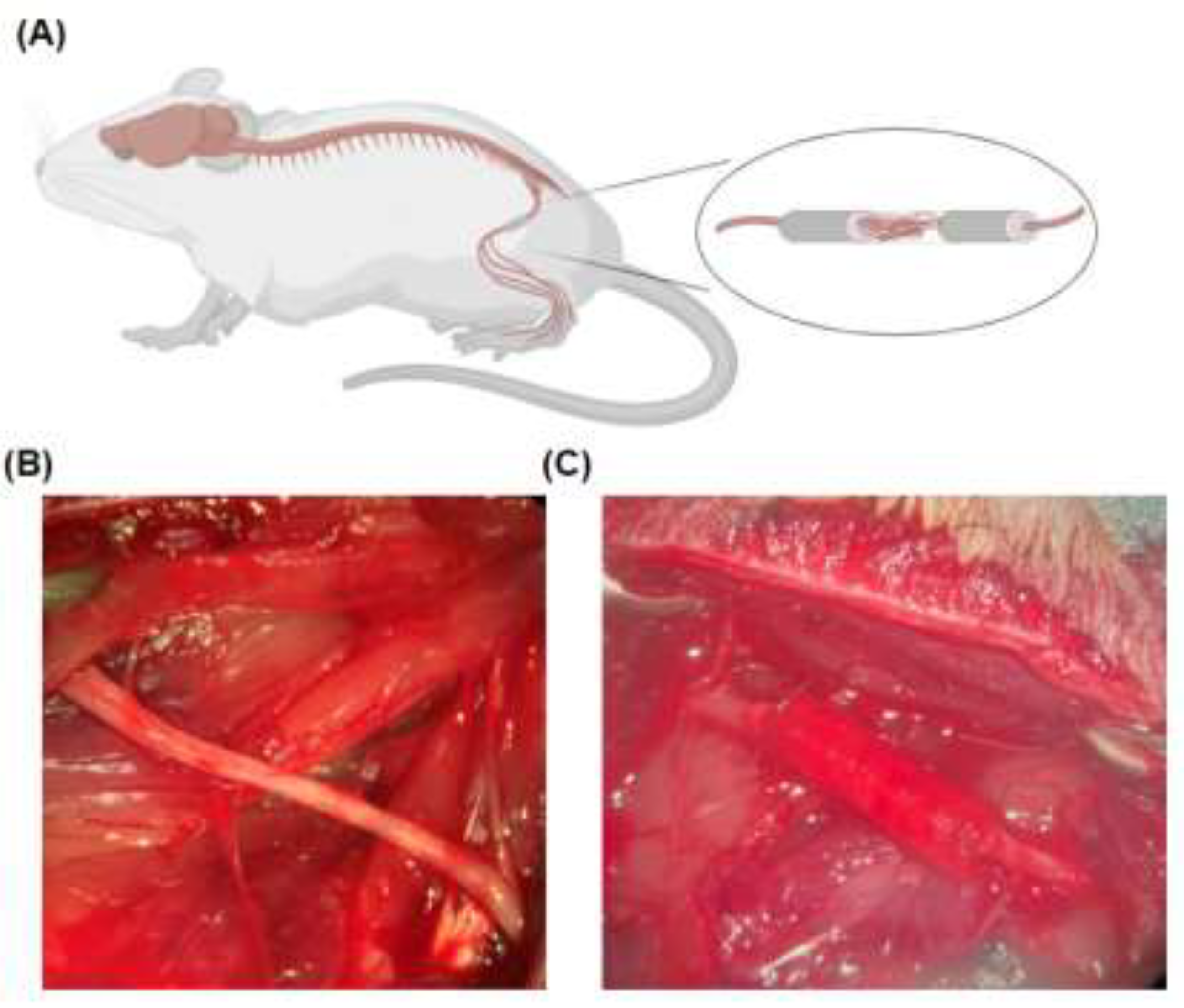 Preprints 148979 g008
