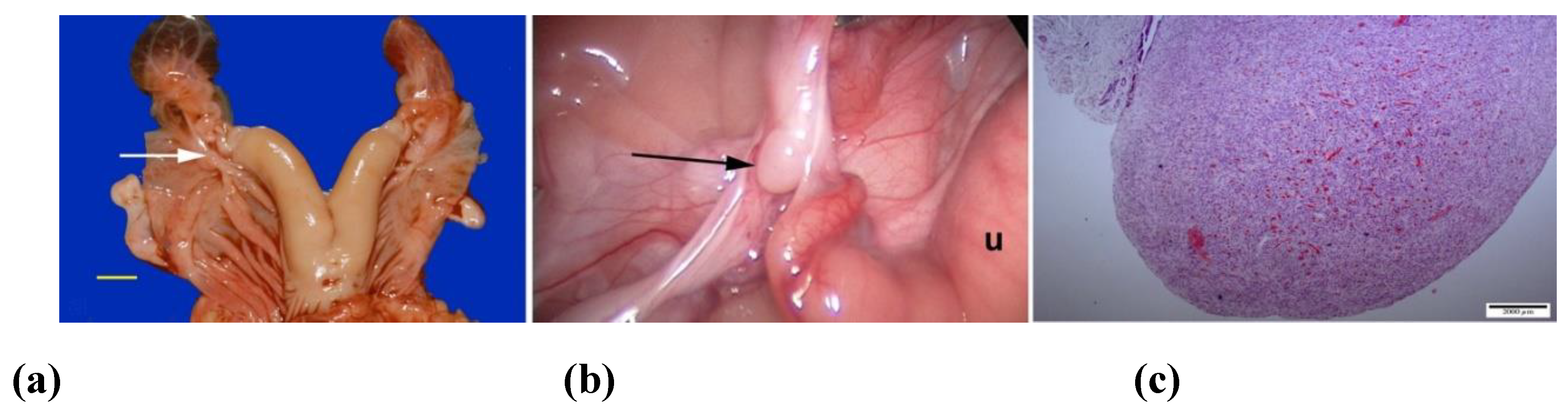 Advances in the Diagnosis of Reproductive Disorders in