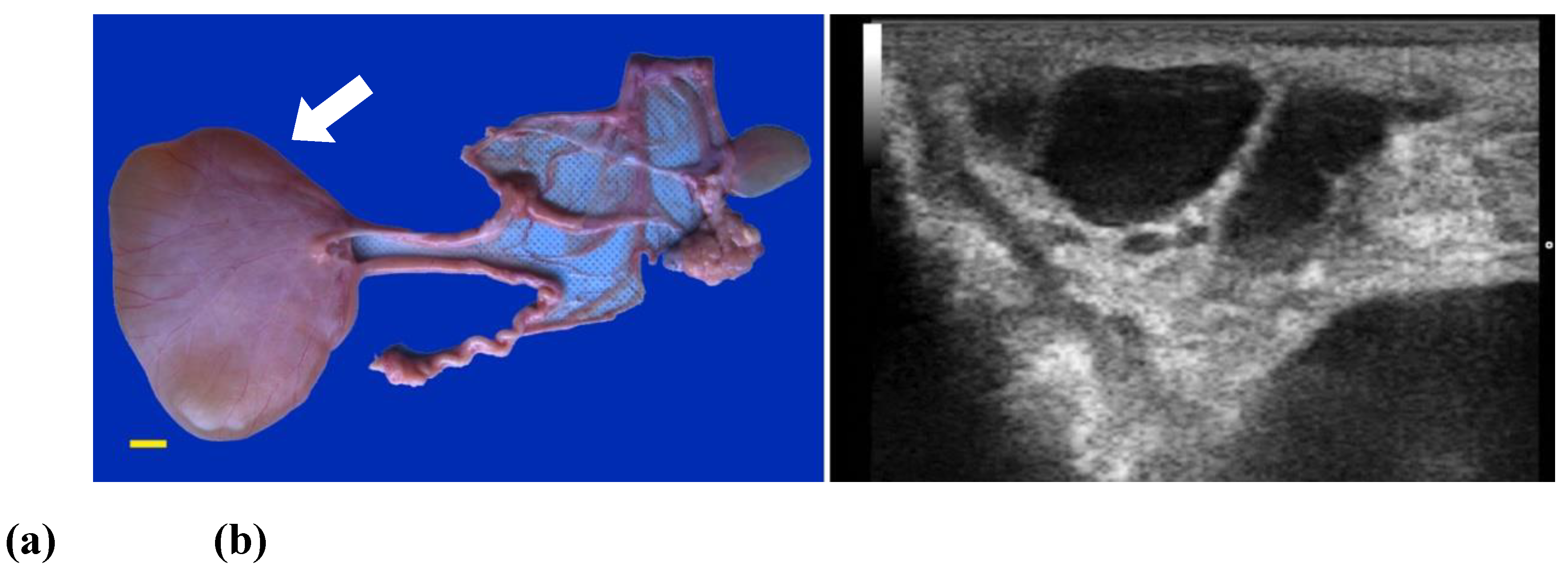 Preprints 173144 g003