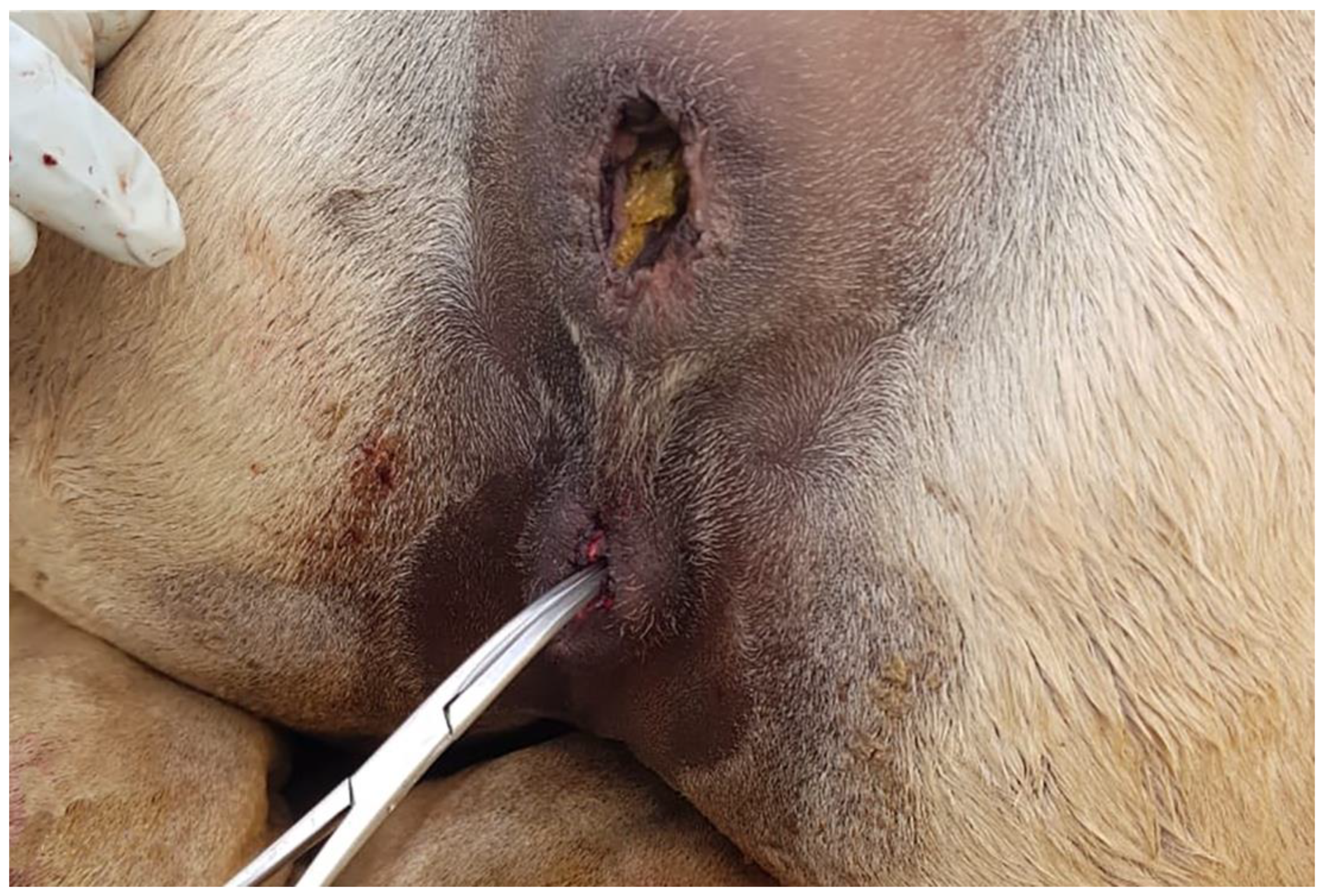 Preprints 173144 g004