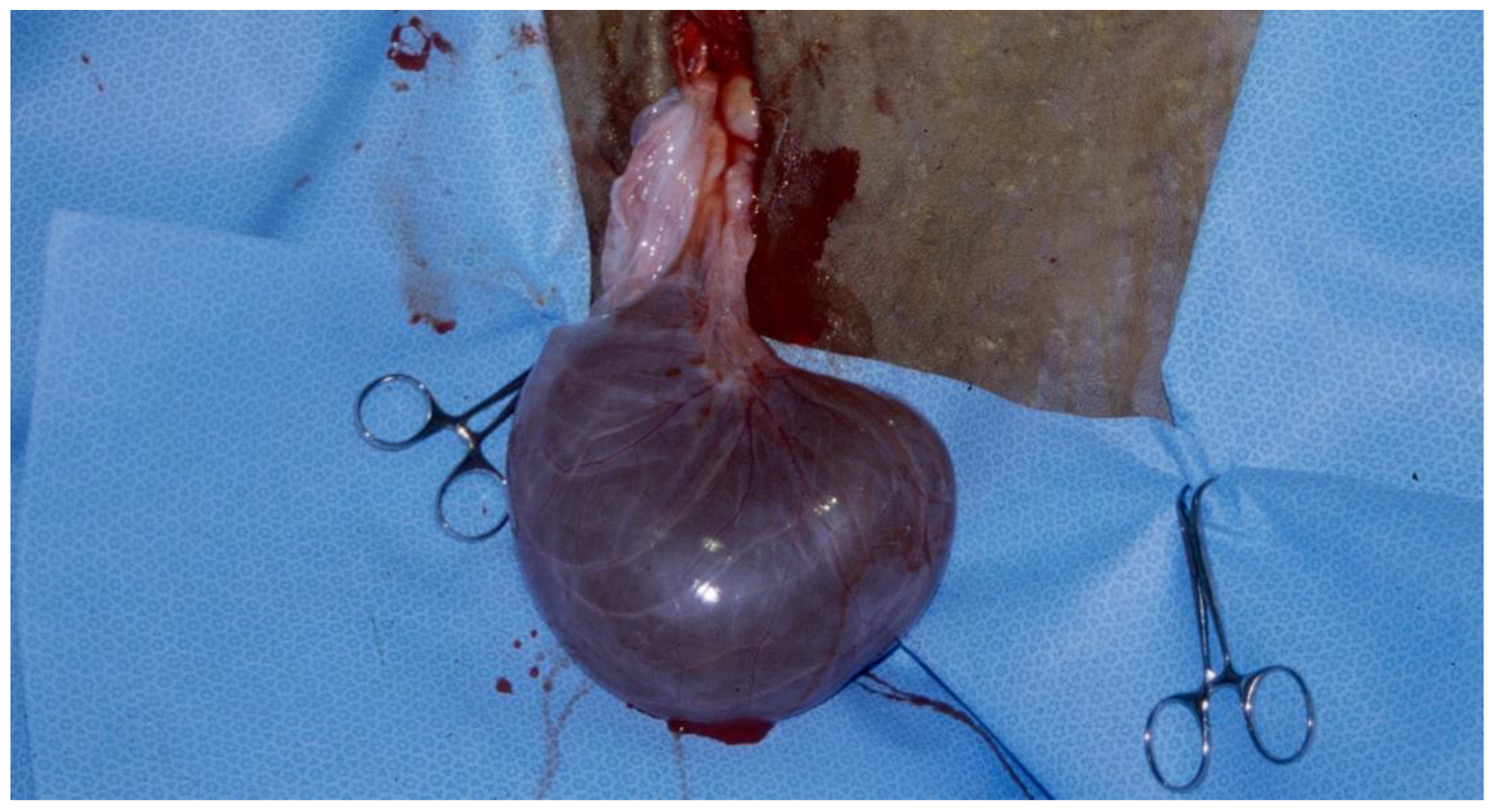 Preprints 173144 g007