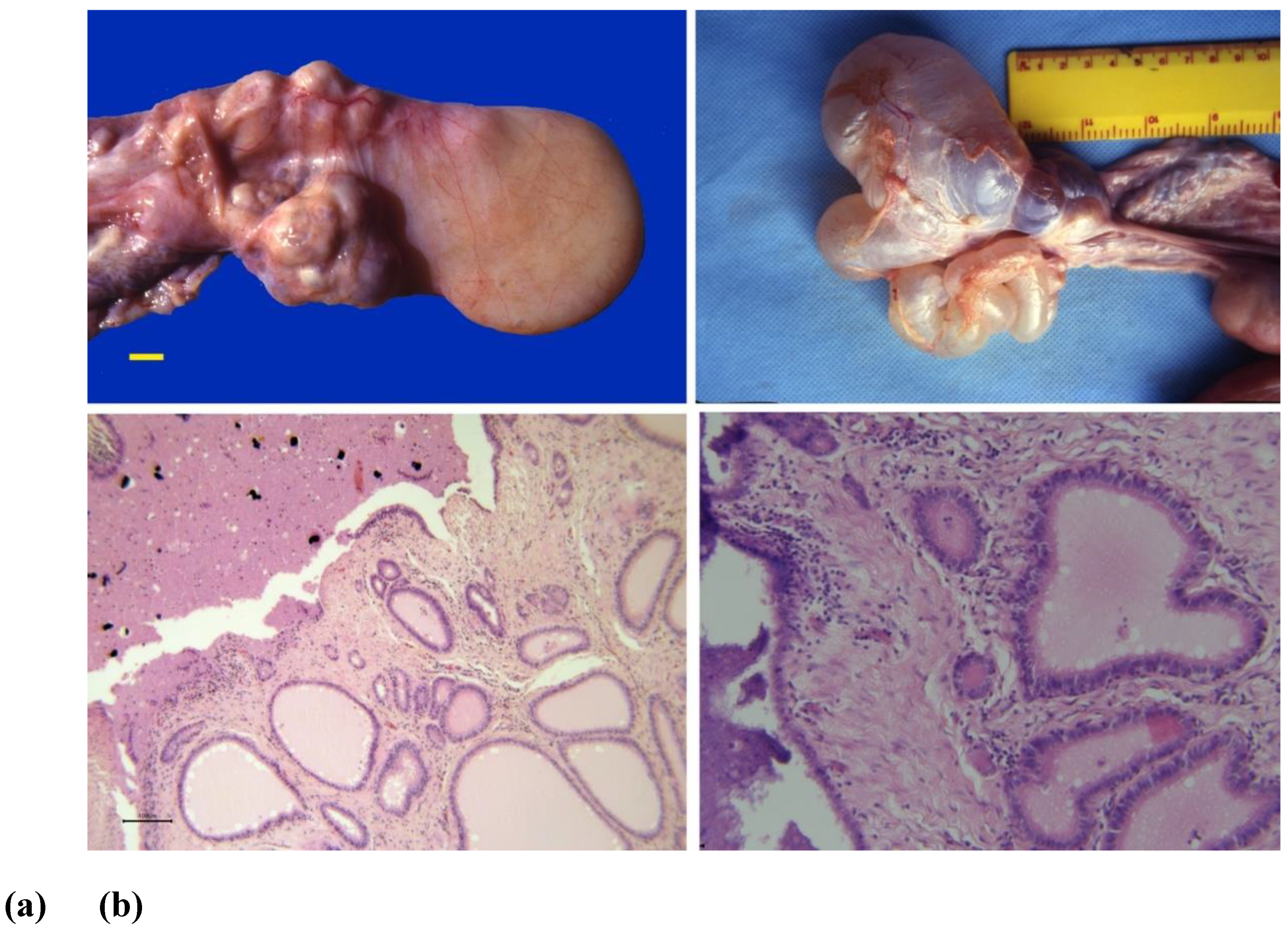 Preprints 173144 g008