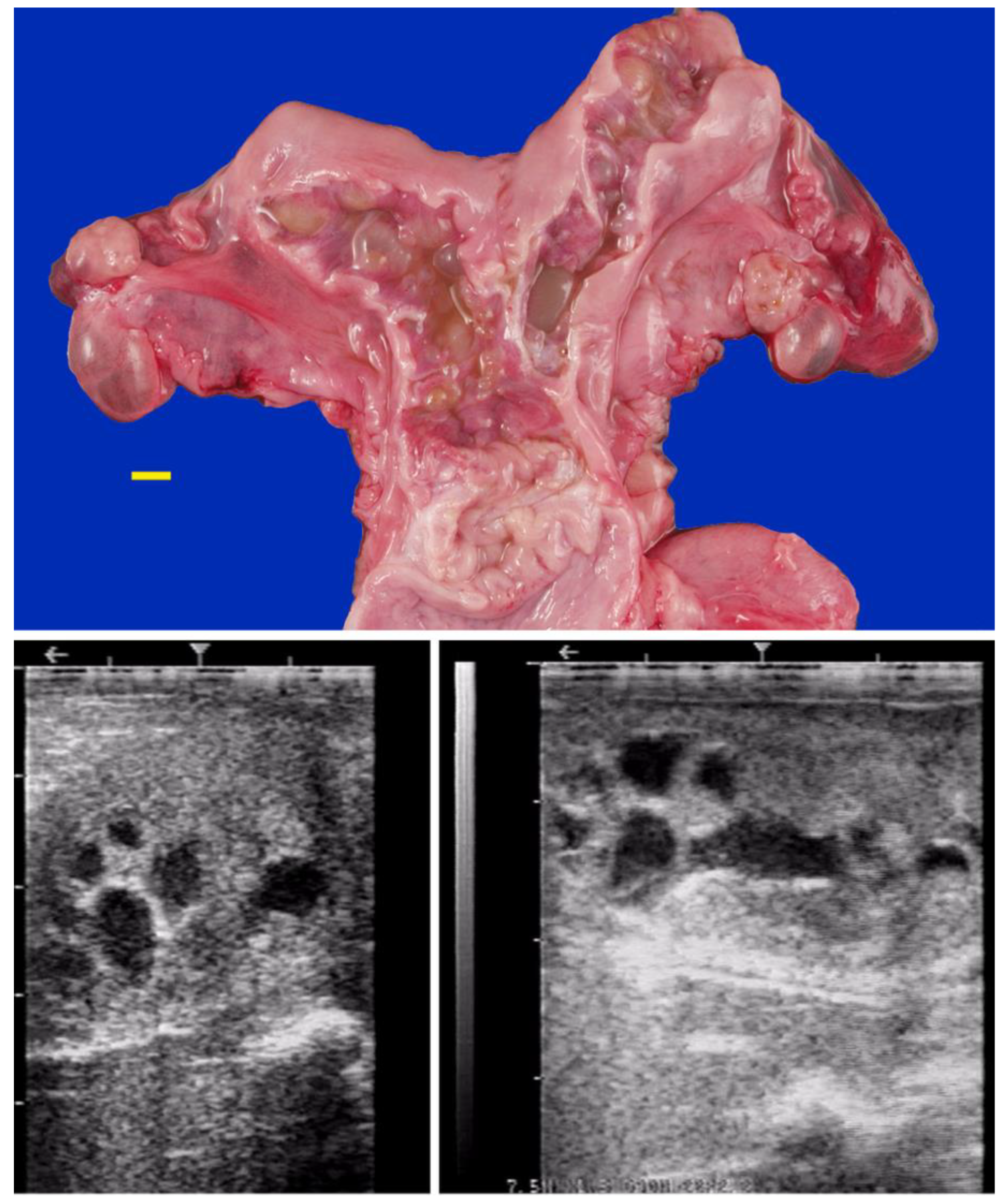Preprints 173144 g013