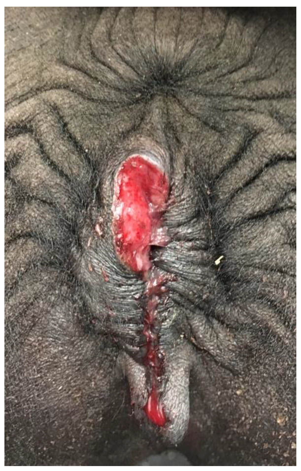 Preprints 173144 g014